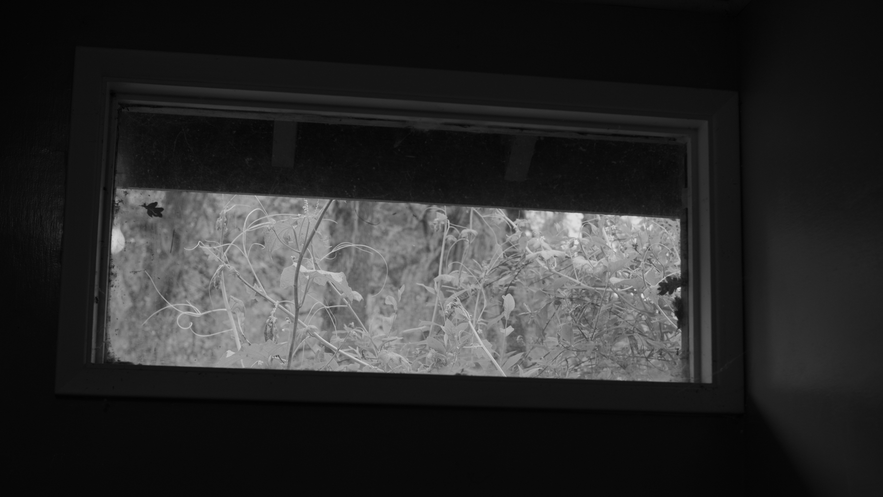 Foliage seen through a dirty window