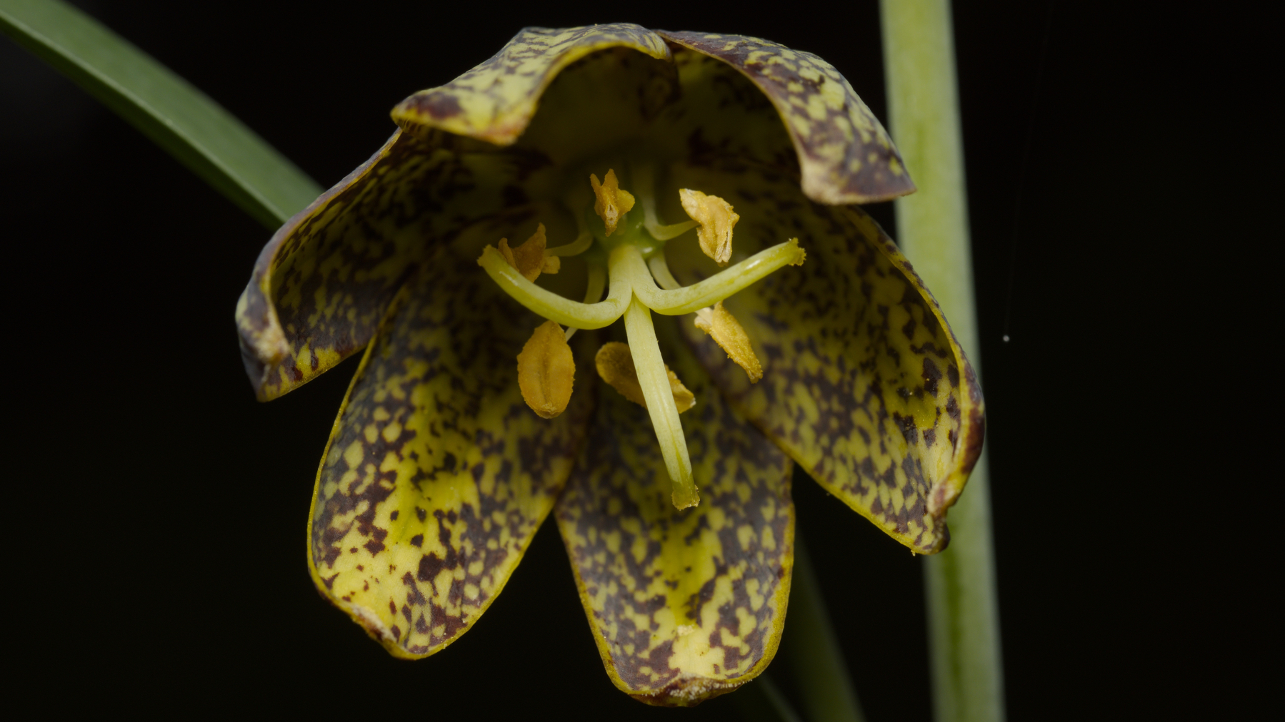 close-up of a green and brown flower