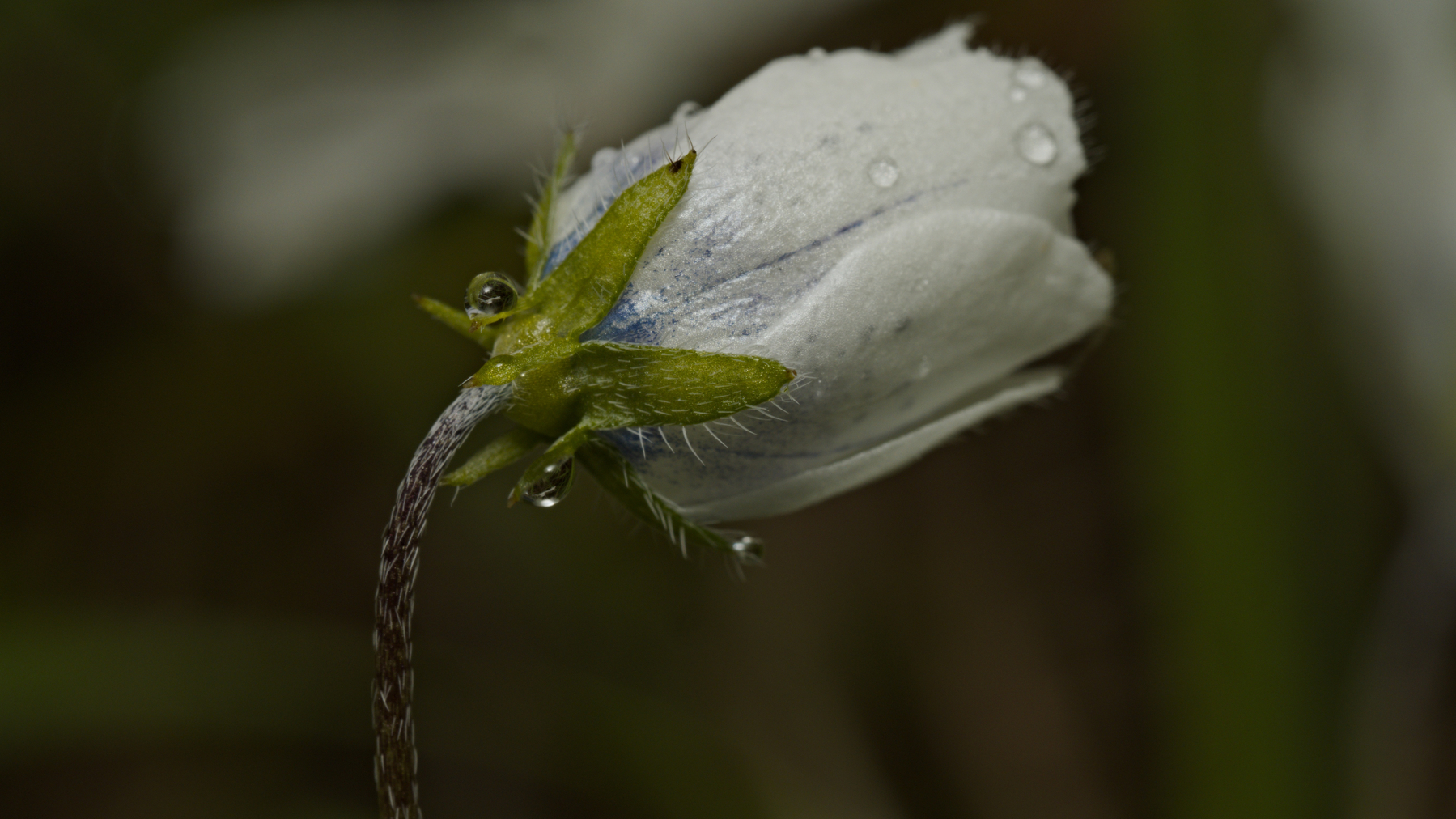 half-open flower bud