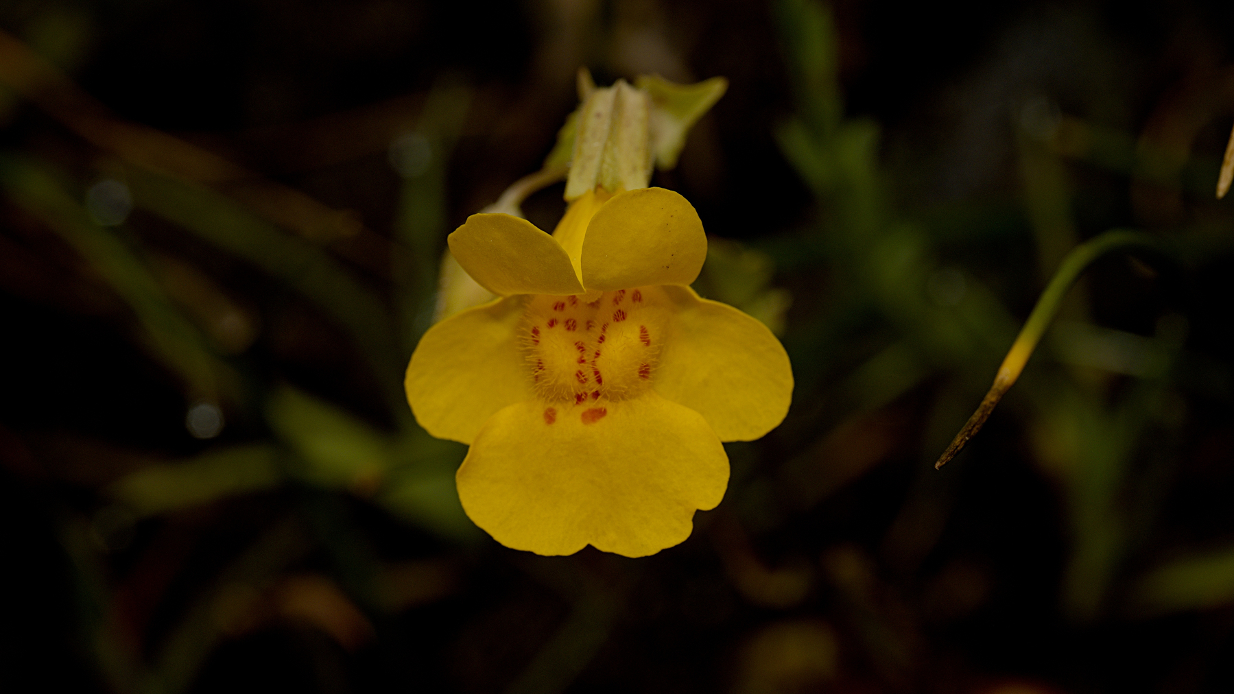 a bright yellow flower