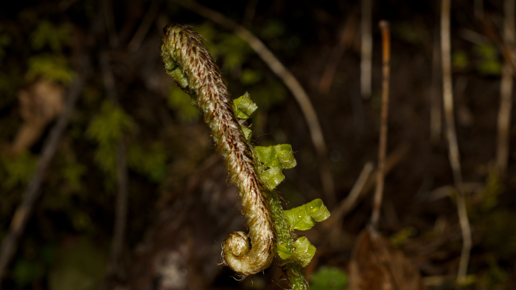 ok, it's a fern frond