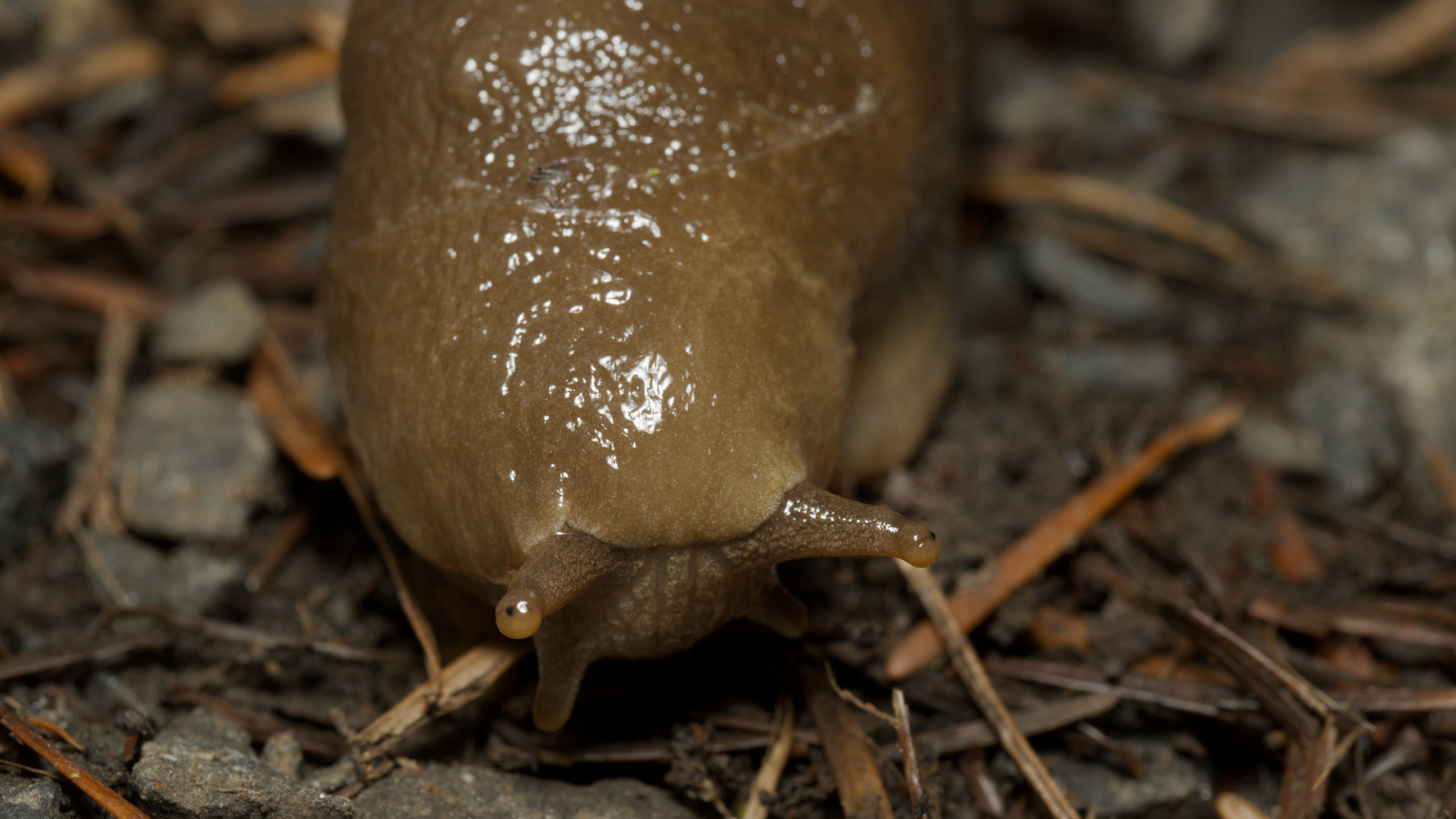close-up of a banana slug's face