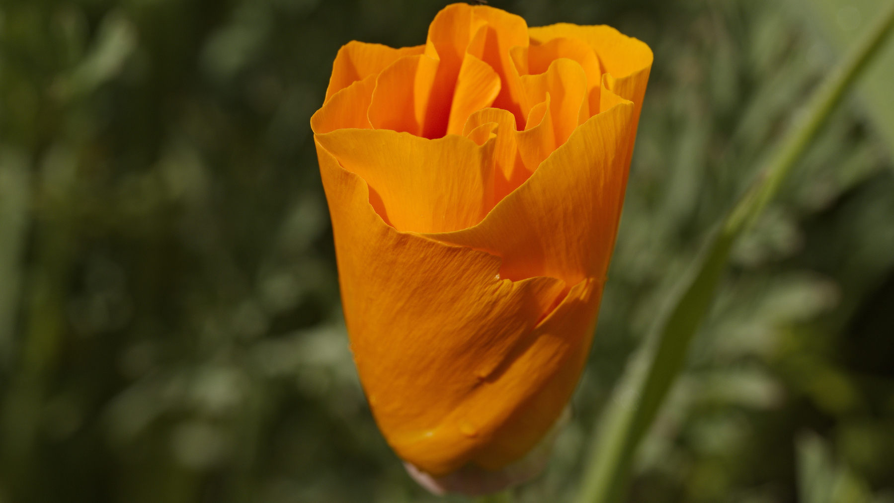 half-open poppy flower