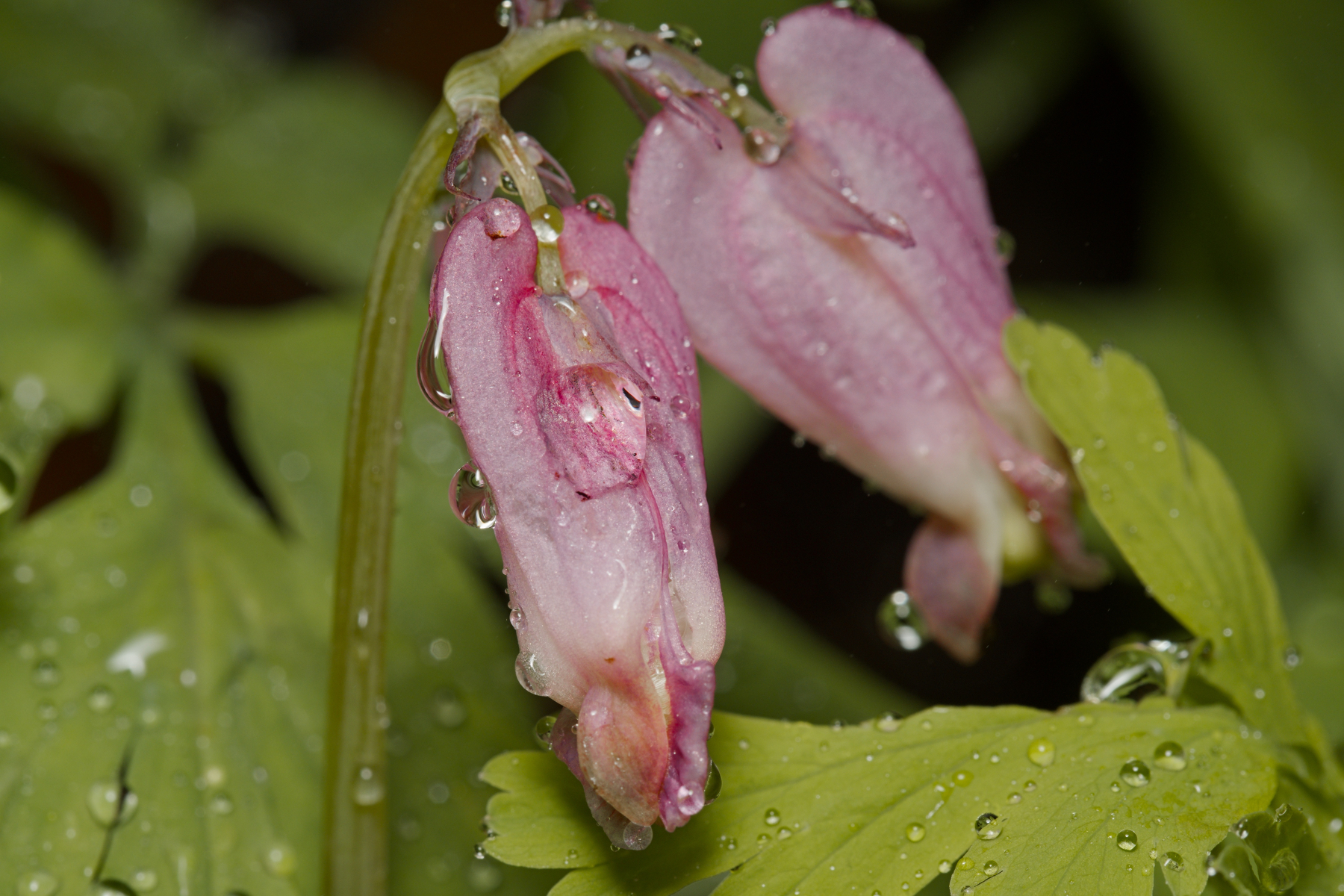 Pacific Bleeding Heart flowers