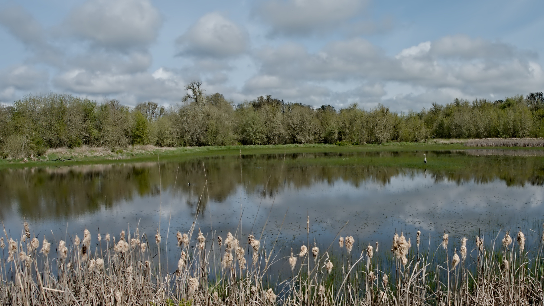 Grey heron in the middle of a lake
