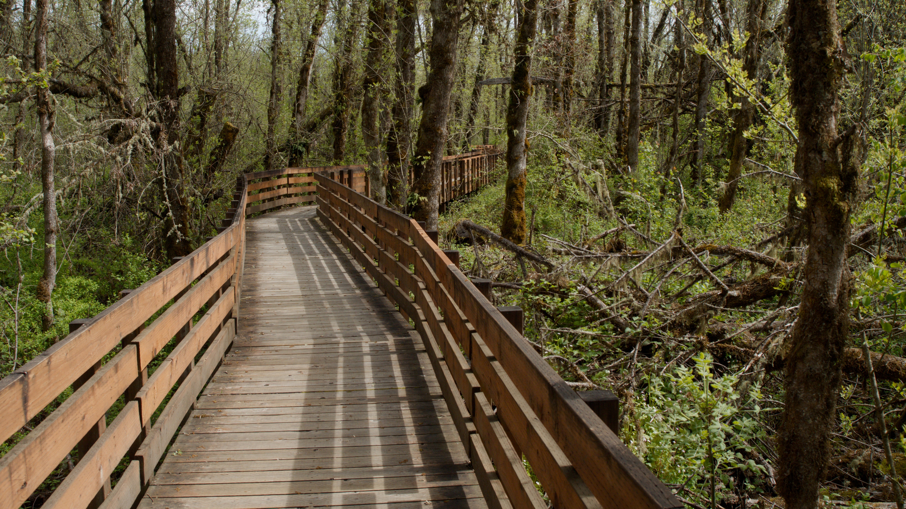 Wooden trail through a wetlands