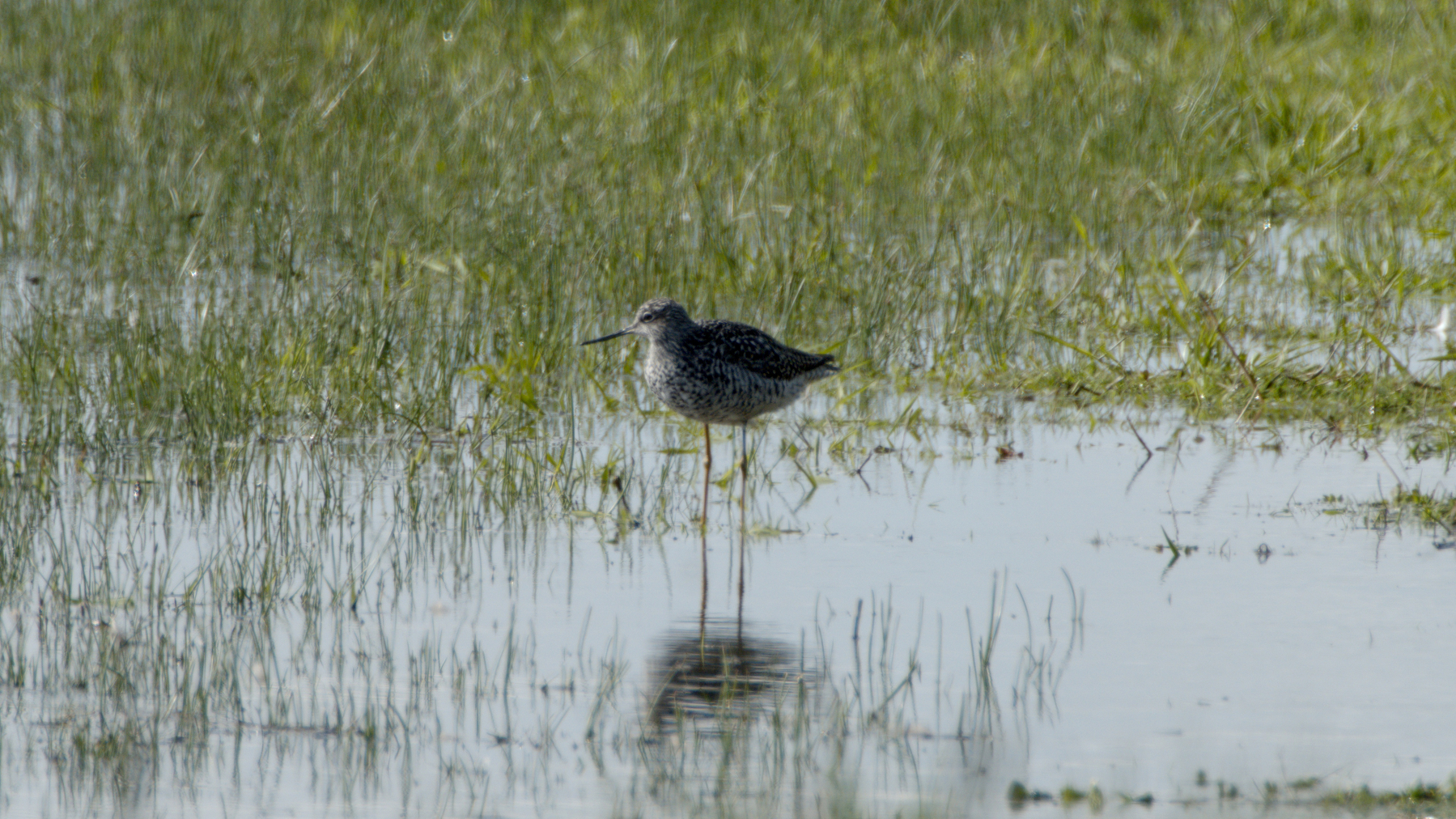 bird standing in a marsh