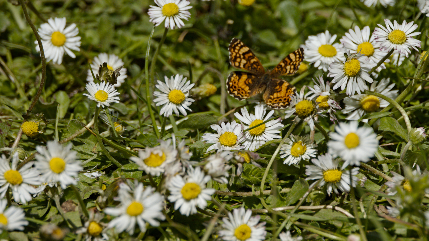 butterfly in a clump of daisies