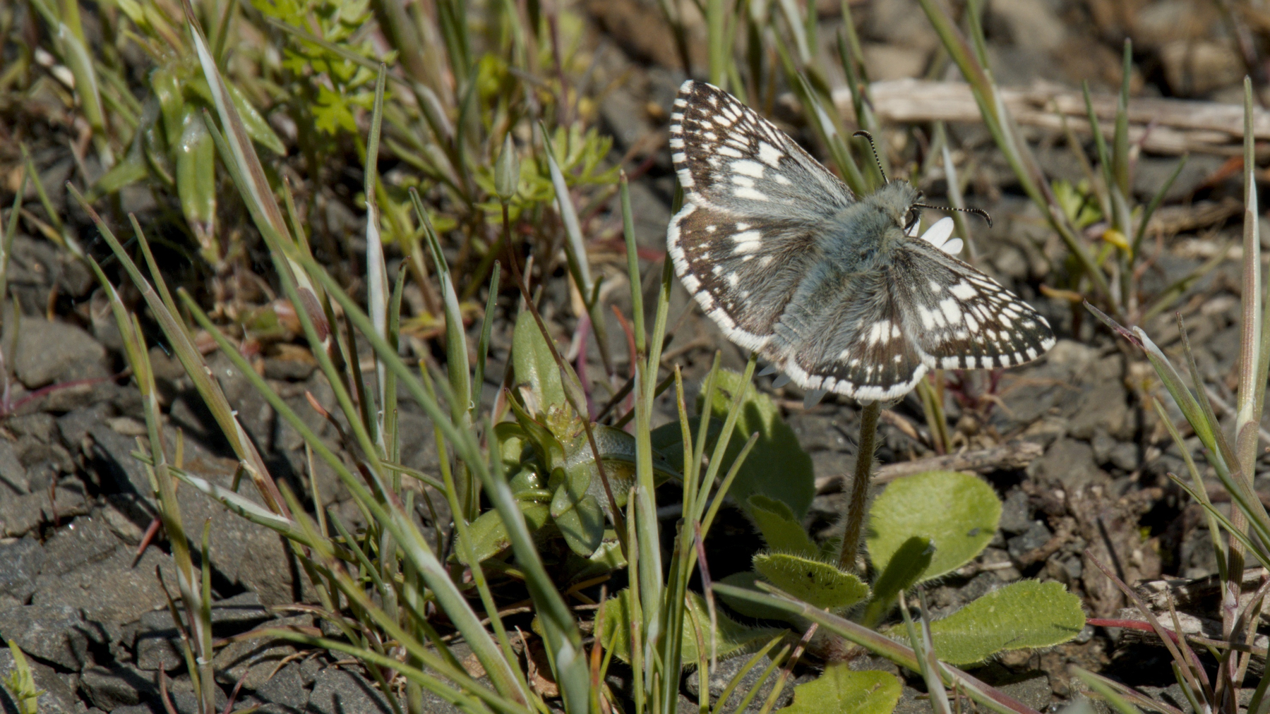 a checkered skipper butterfly