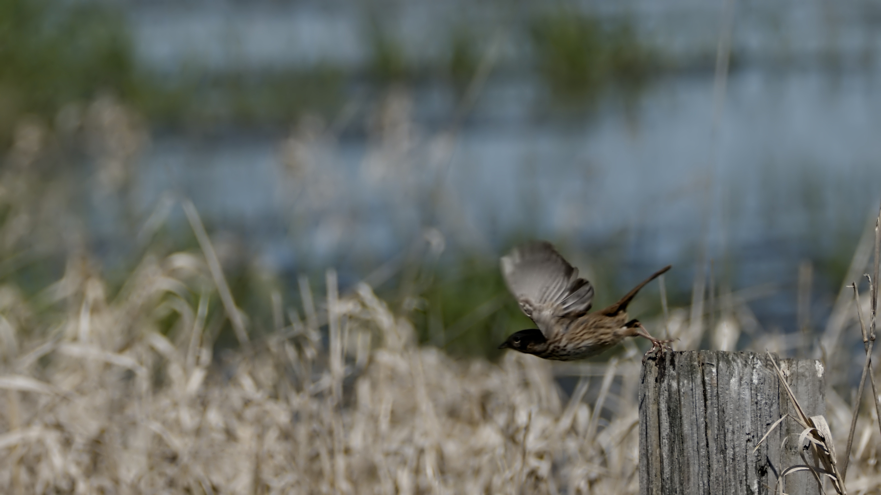 bird taking off from a post