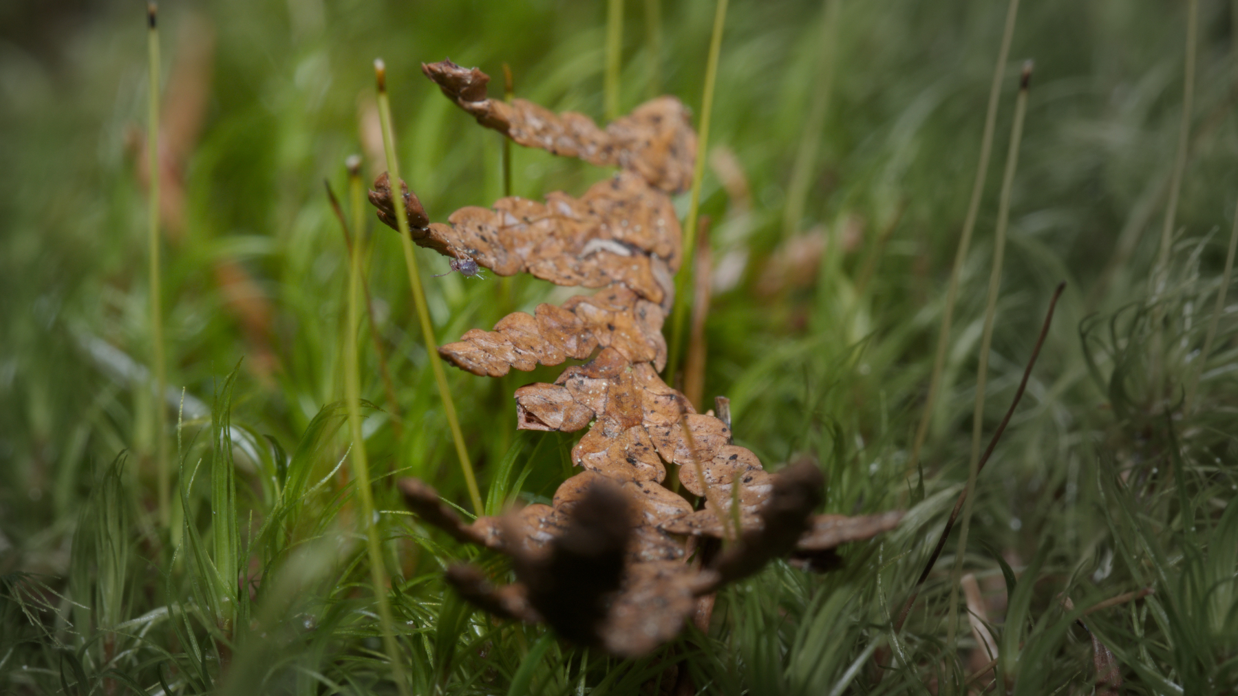 tiny fern leaf with an even tinier bug on a bed of moss