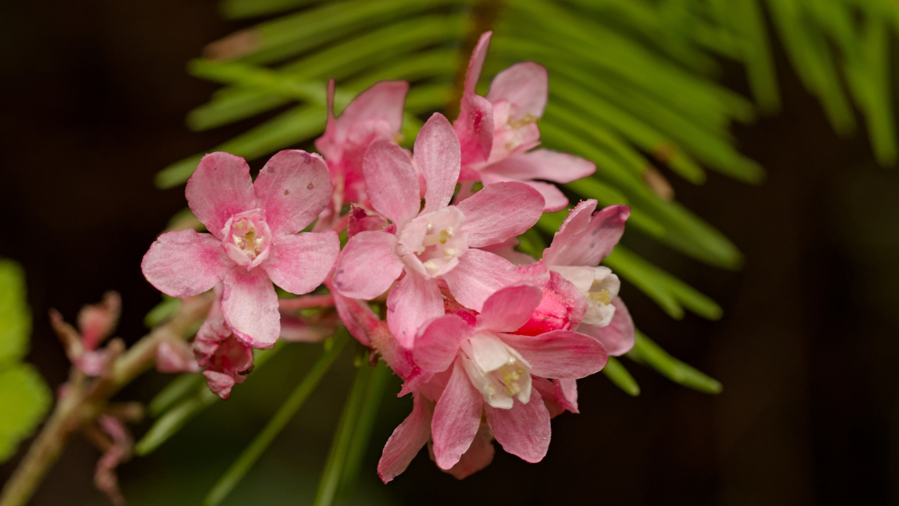 A spray of pink flowers