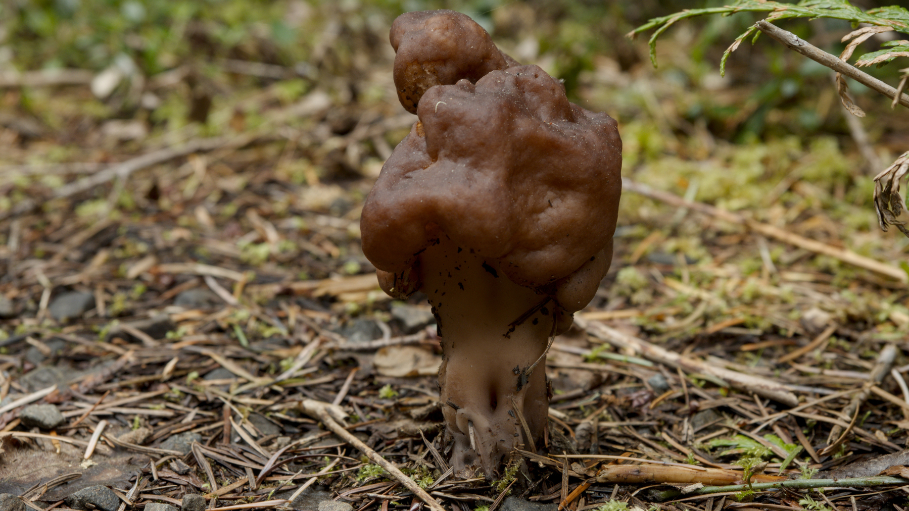 mushroom in pine needles
