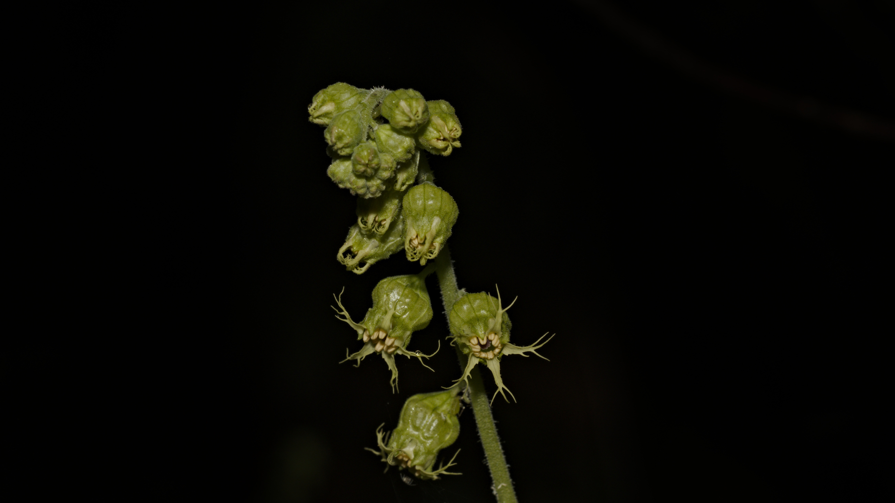 tiny flower spike on a black background