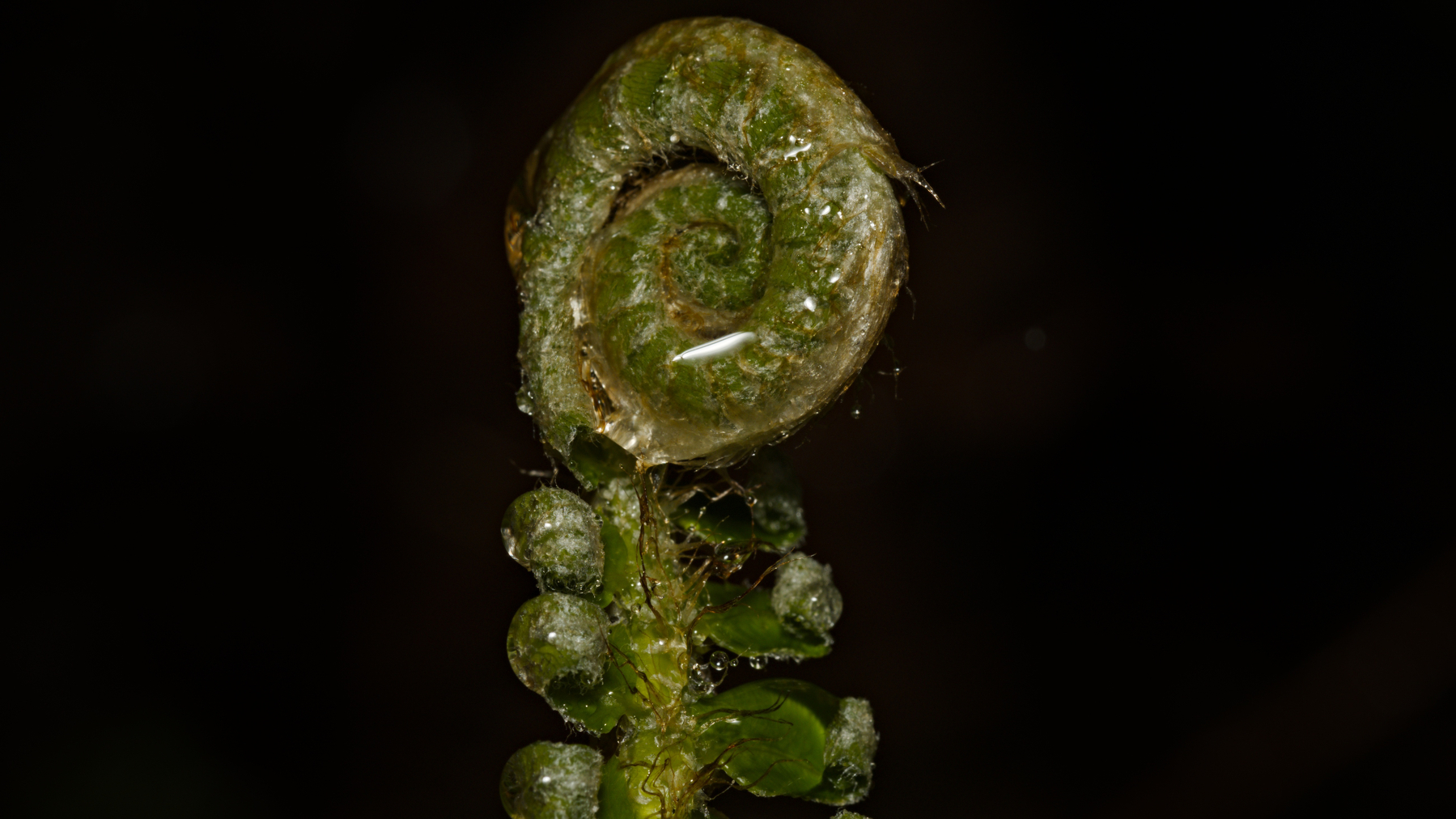 tiny little coiled fern coated with rain