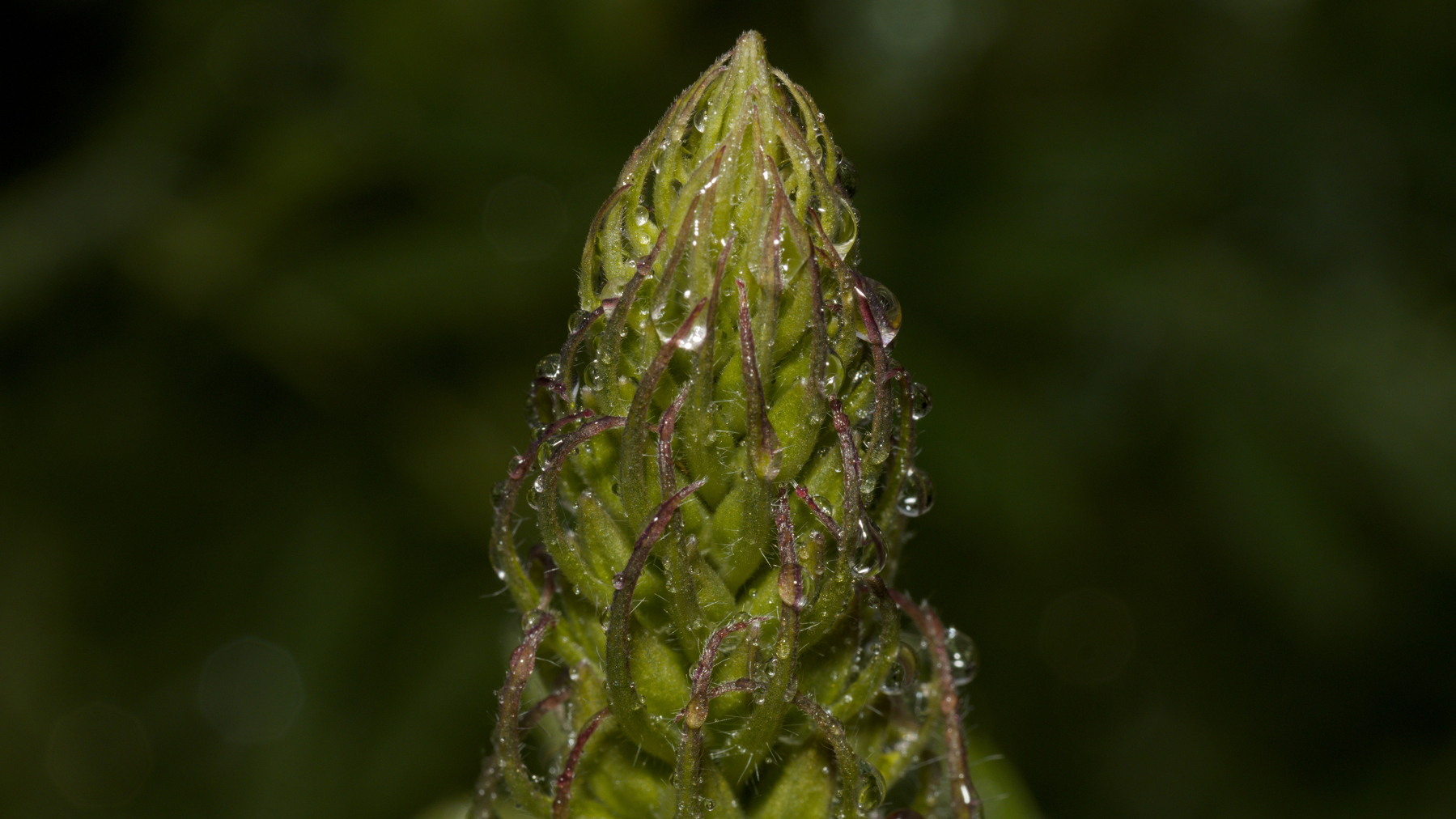 Unopened flower spike with raindrops