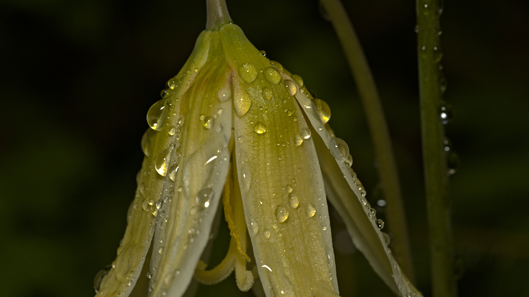 yellow flower with water droplets