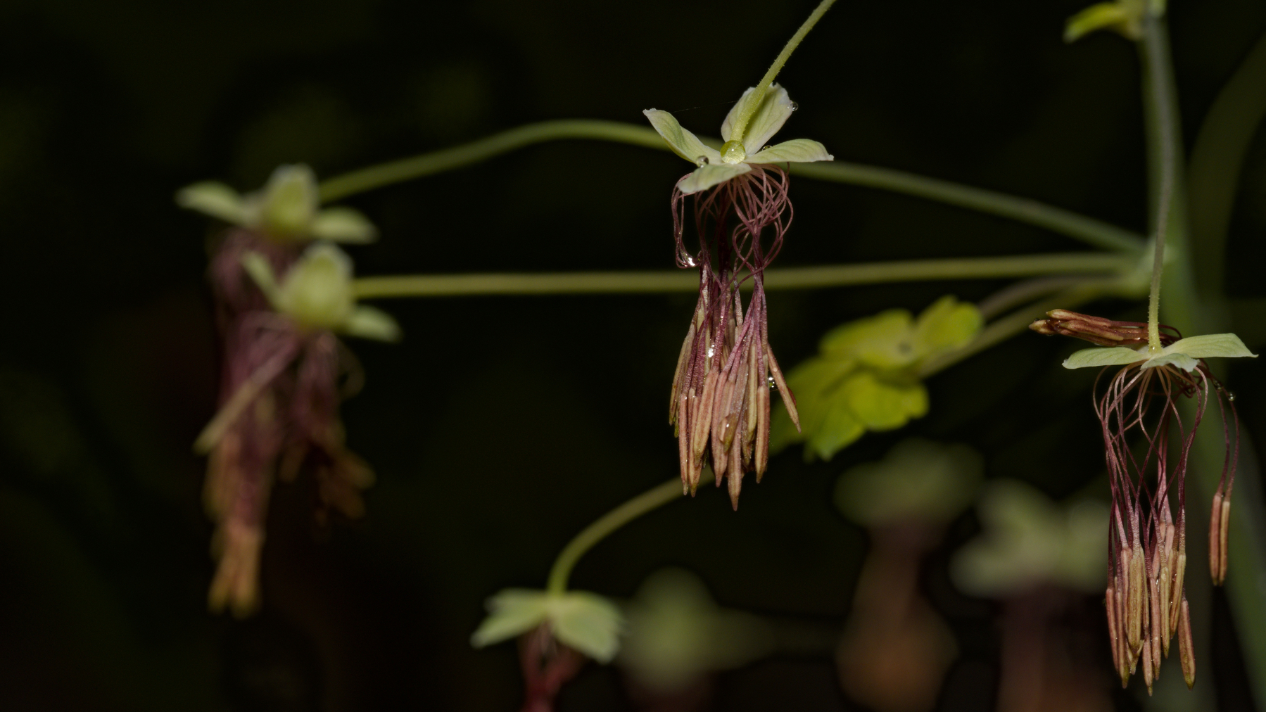 tiny flowers with long stamens on a dark background