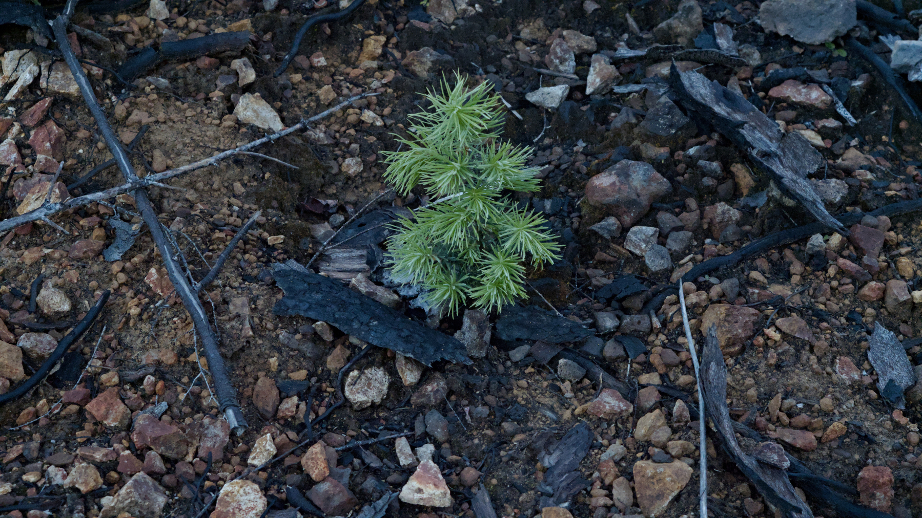 tiny tree growing in a serious wildfire scar