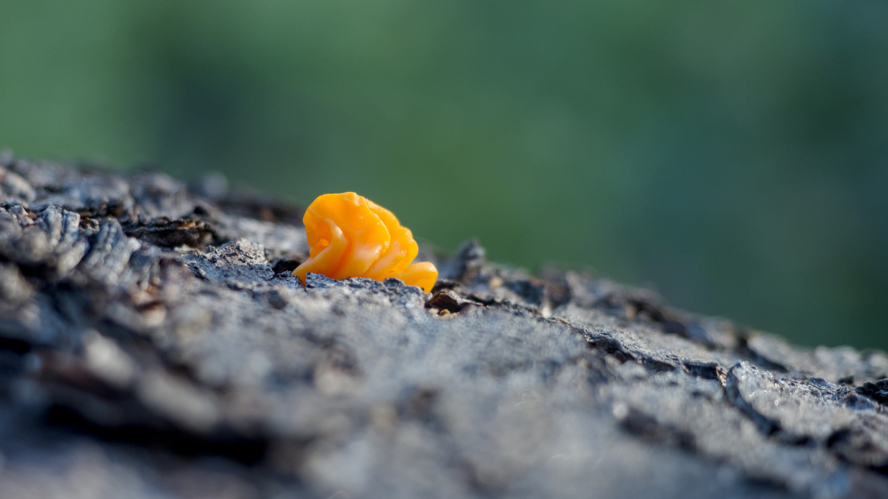A bit of bright orange fungus