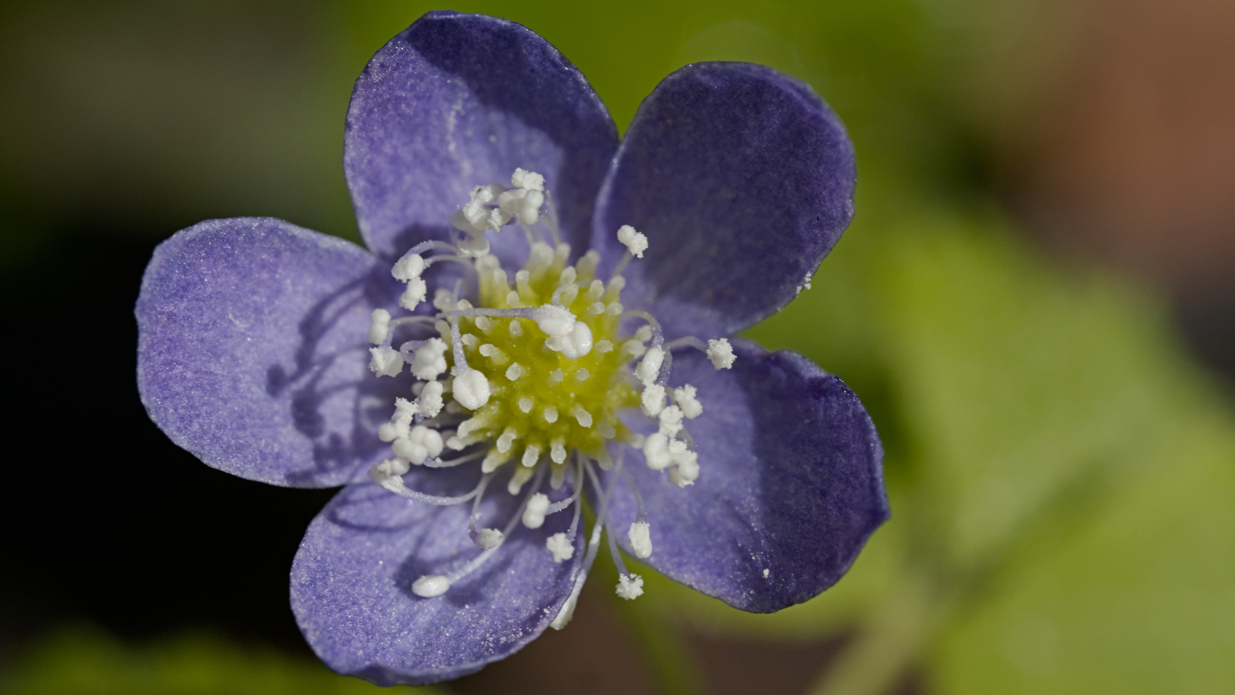 close=up of a single purple flower