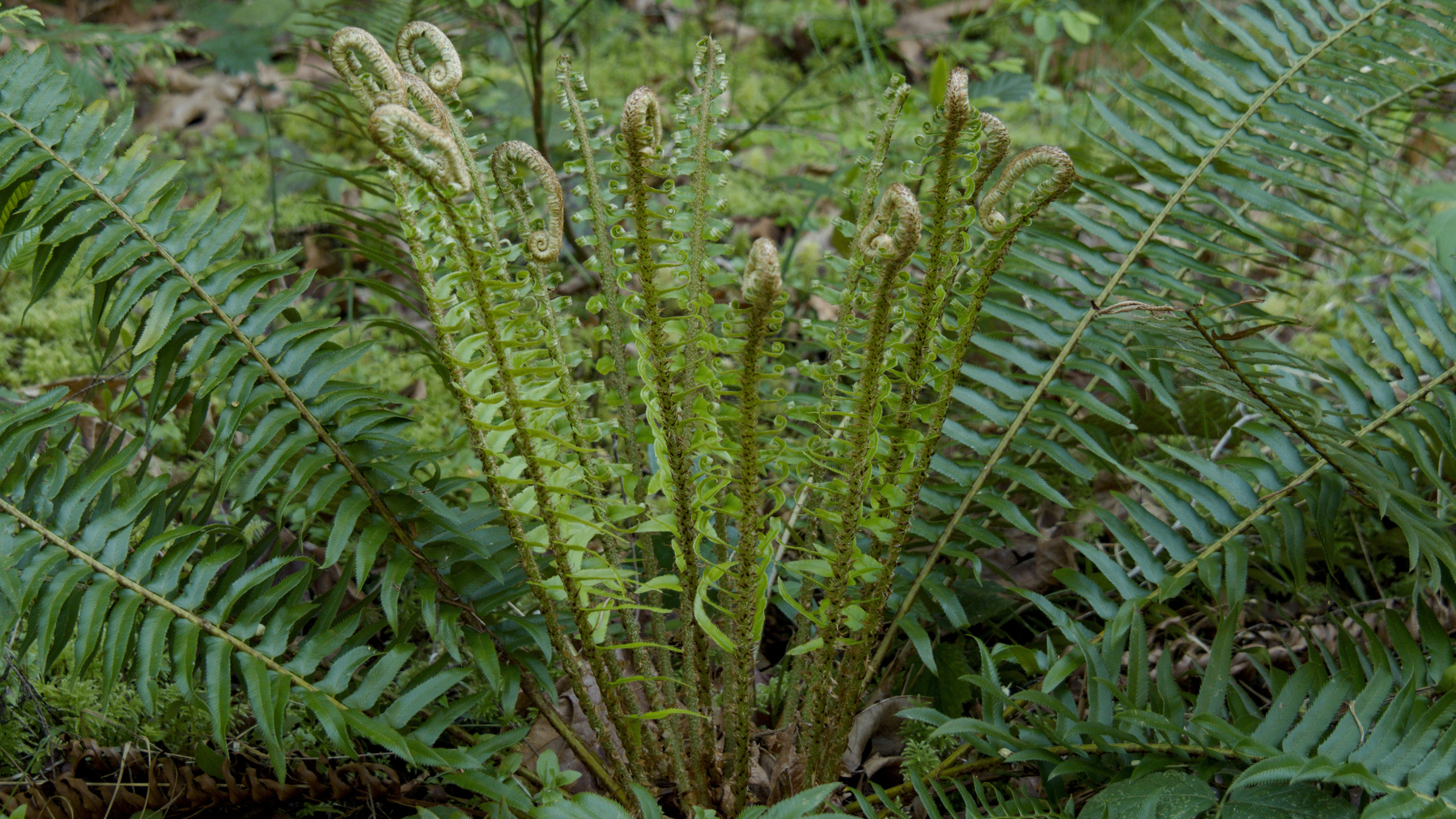 spreading fern fronds