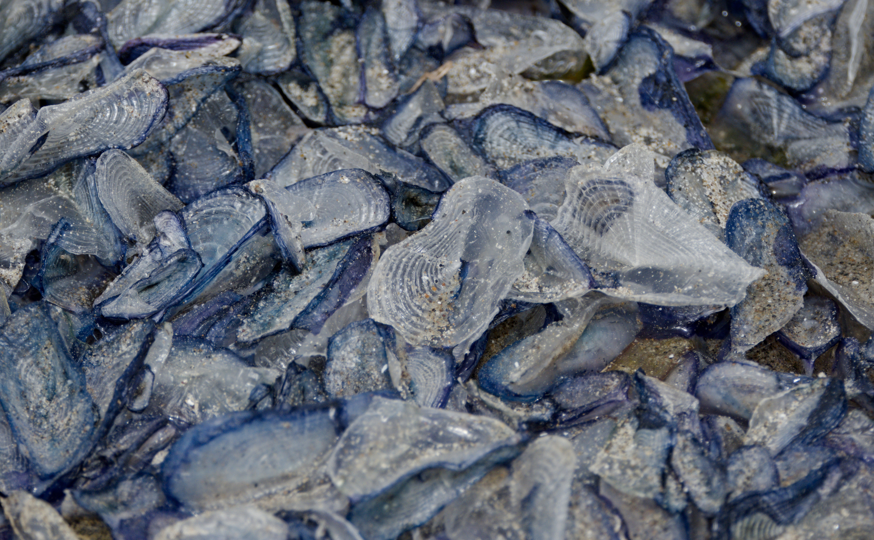 a pile of by-the-wind sailor sails