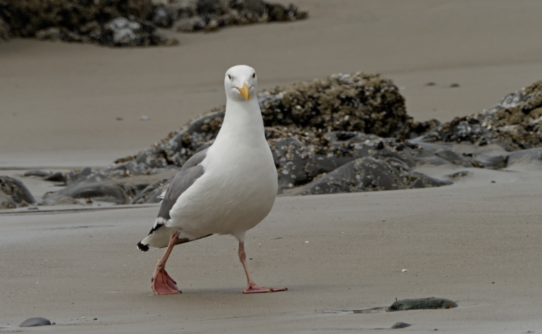 seagull on the beach