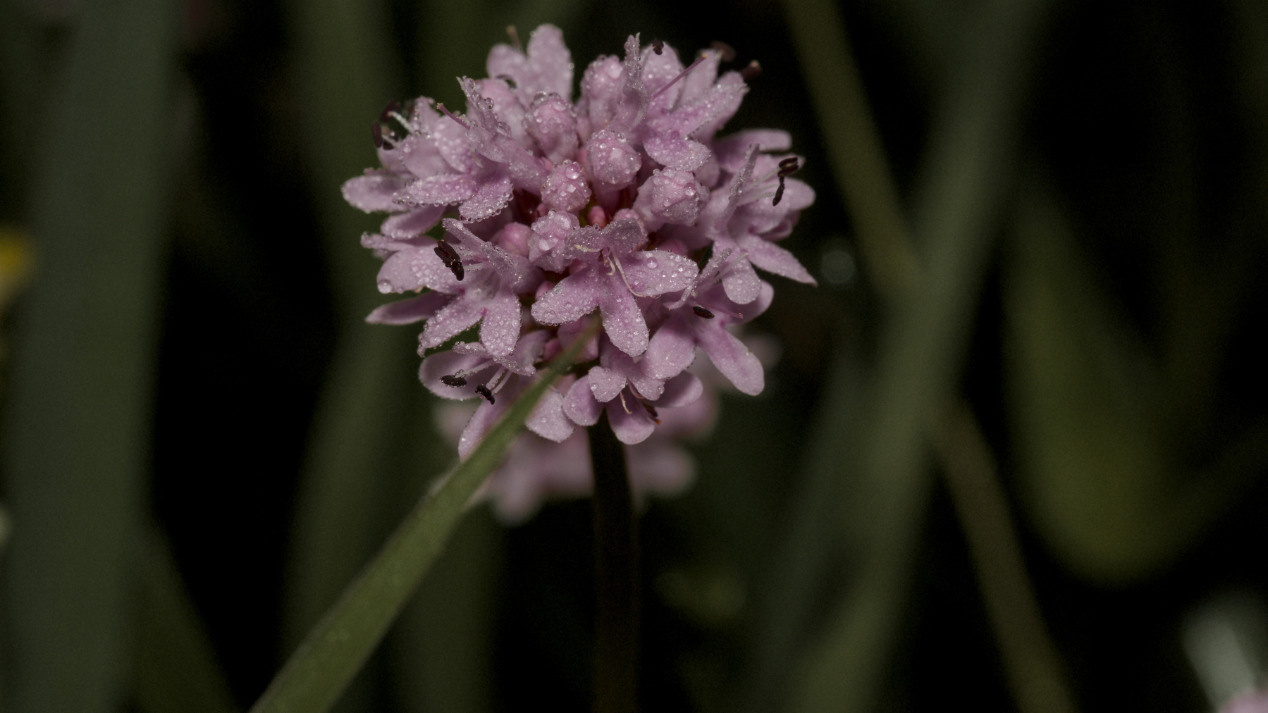 a cluster of tiny pink flowers