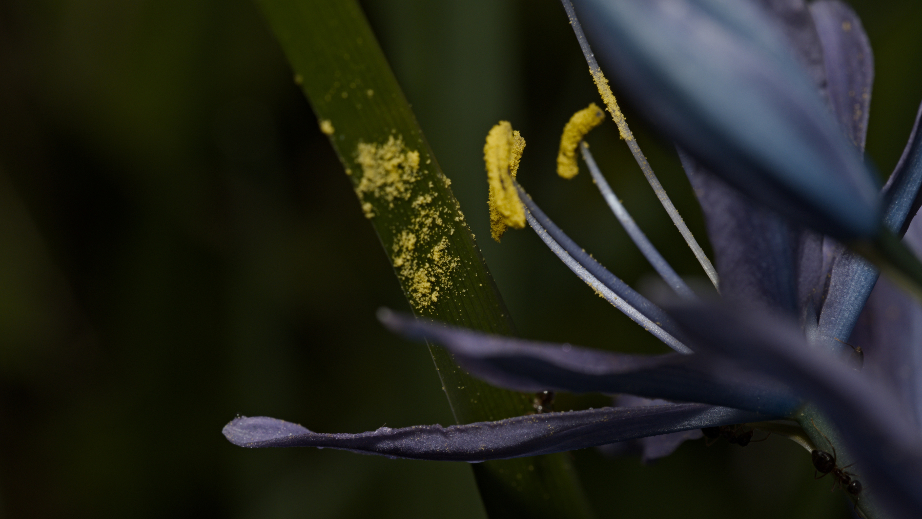 camas lily with ants dropping pollen on a nearby stem of grass