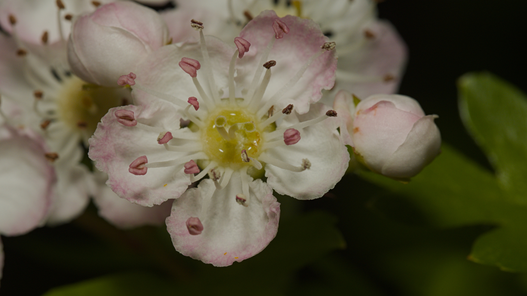 flower with a circular bead of water in the center