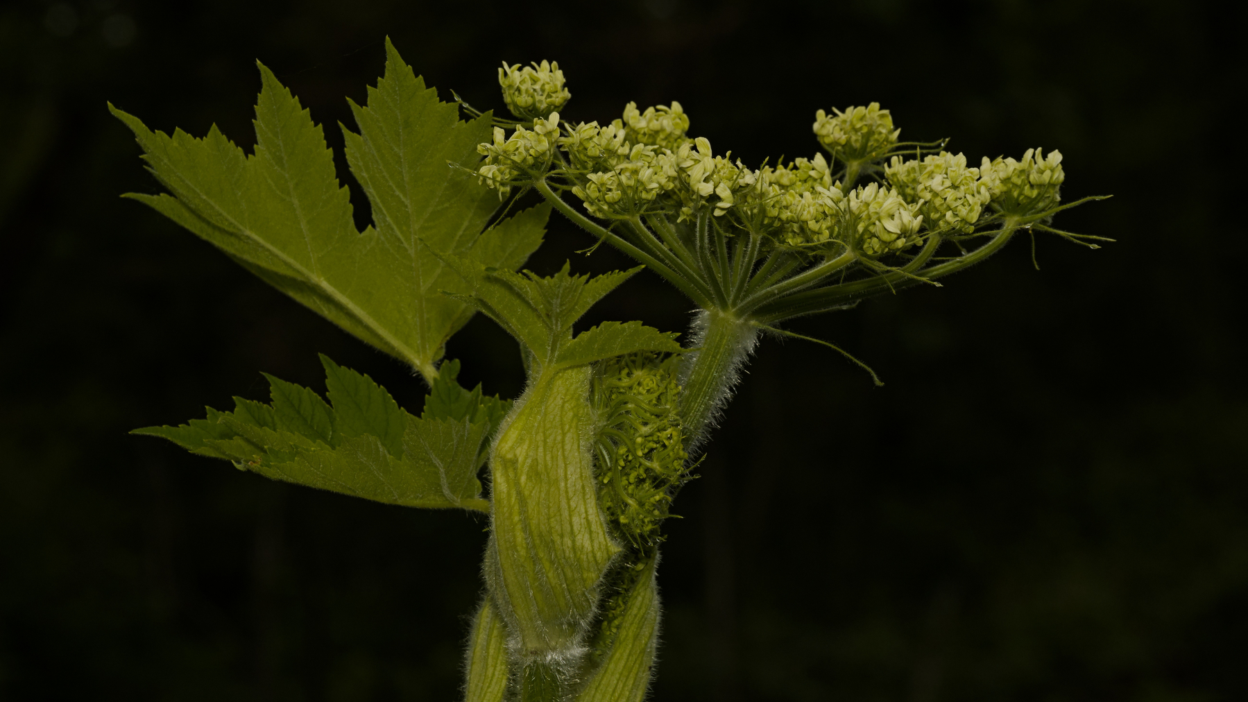 cow parsnip foliage and flowers