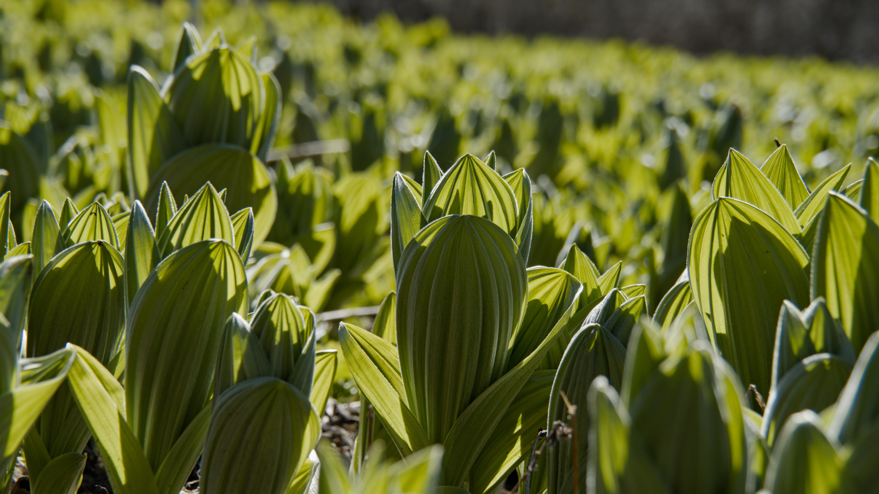 a field of corn lilies