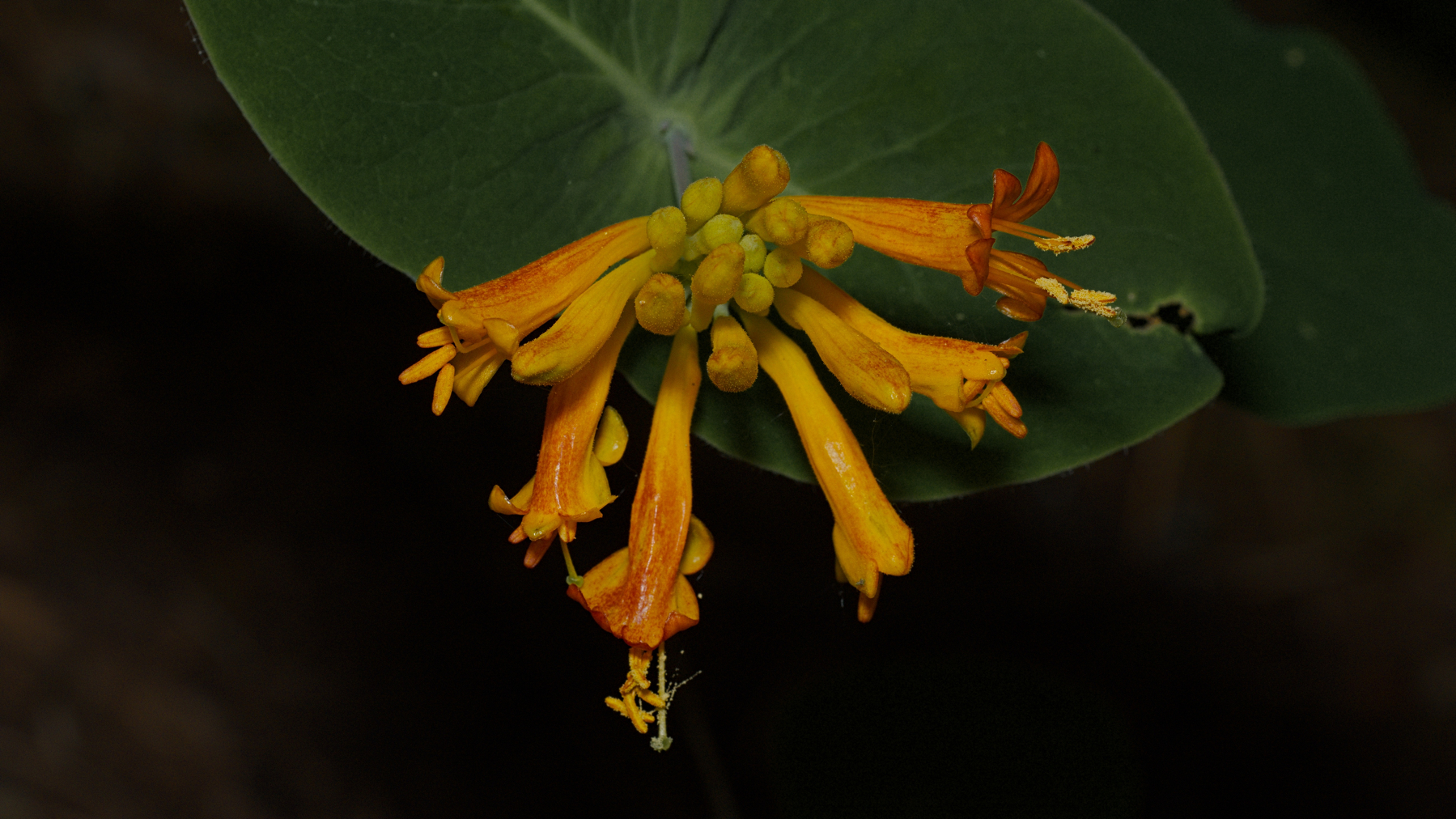 Cluster of orange flowers