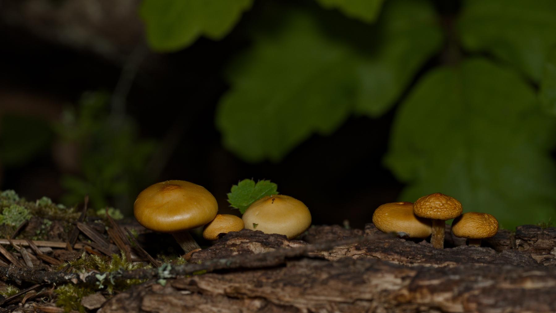 six  mushrooms on a log