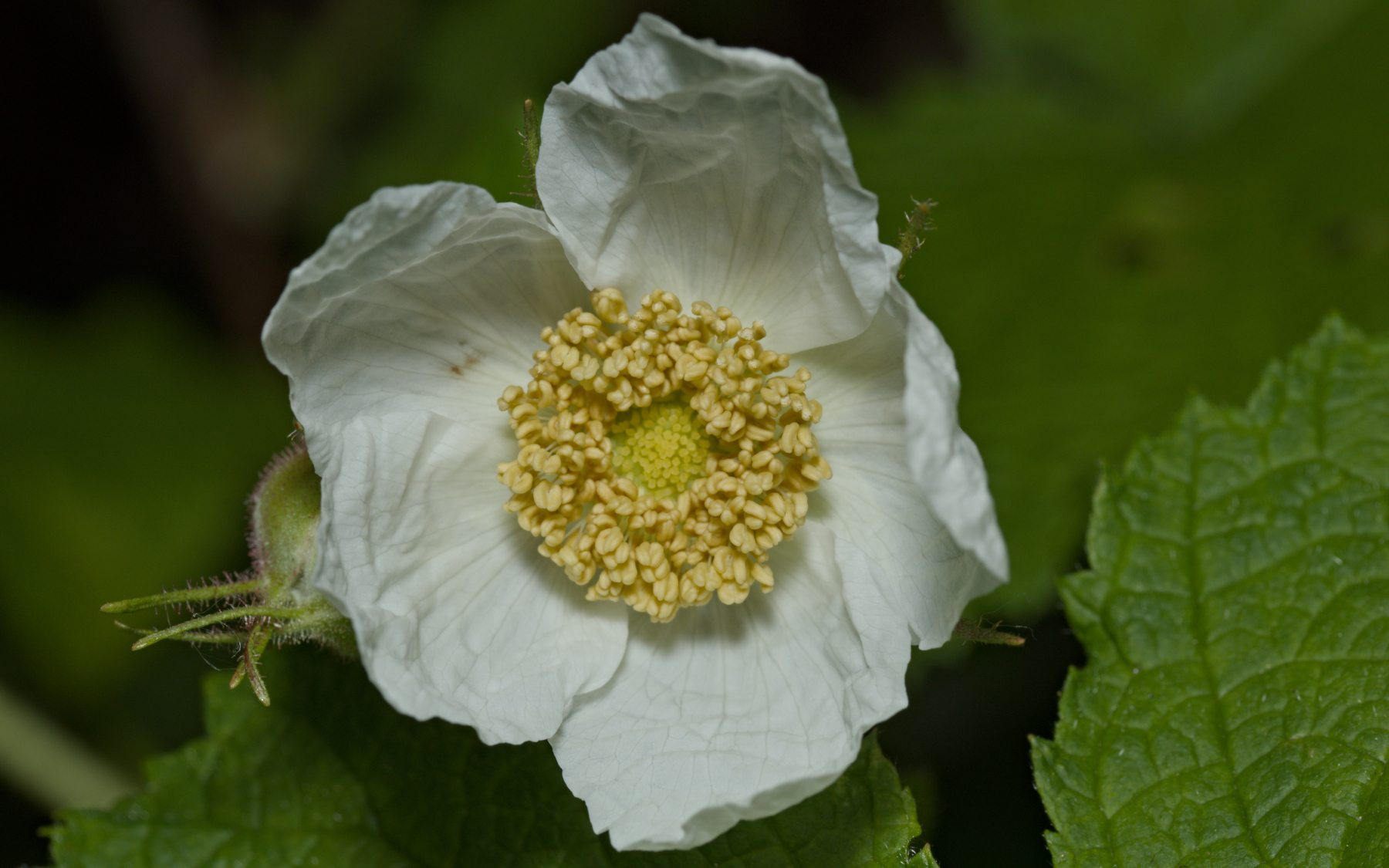 white flower with a yellow center