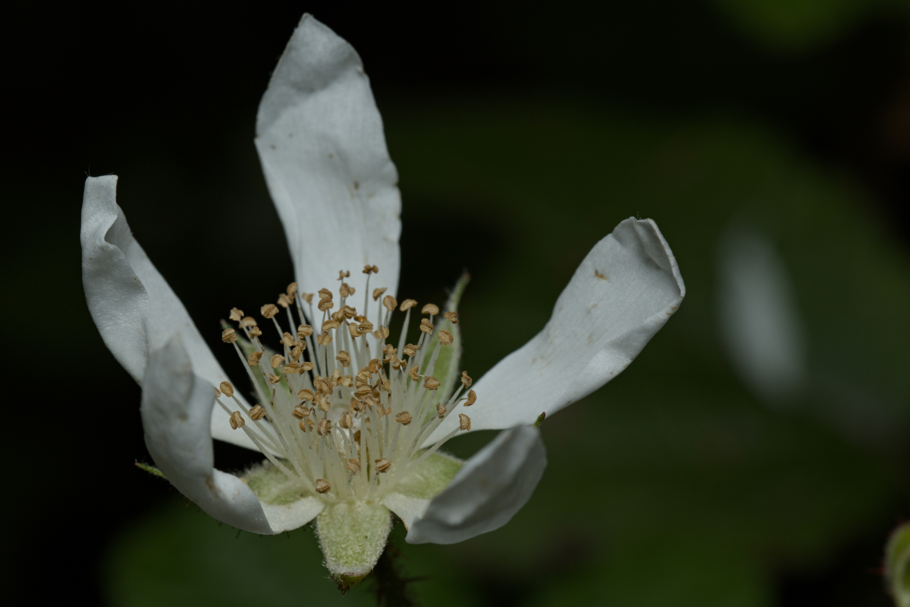 A closeup of a blackberry flower
