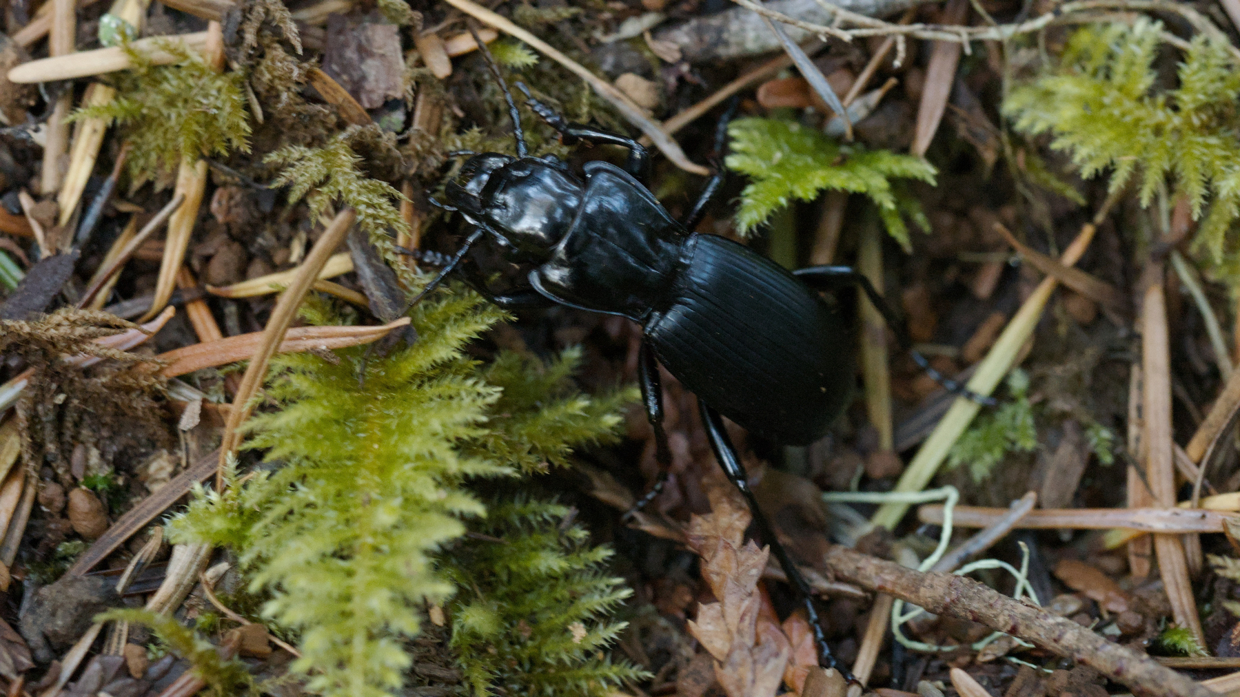 beetle in the moss