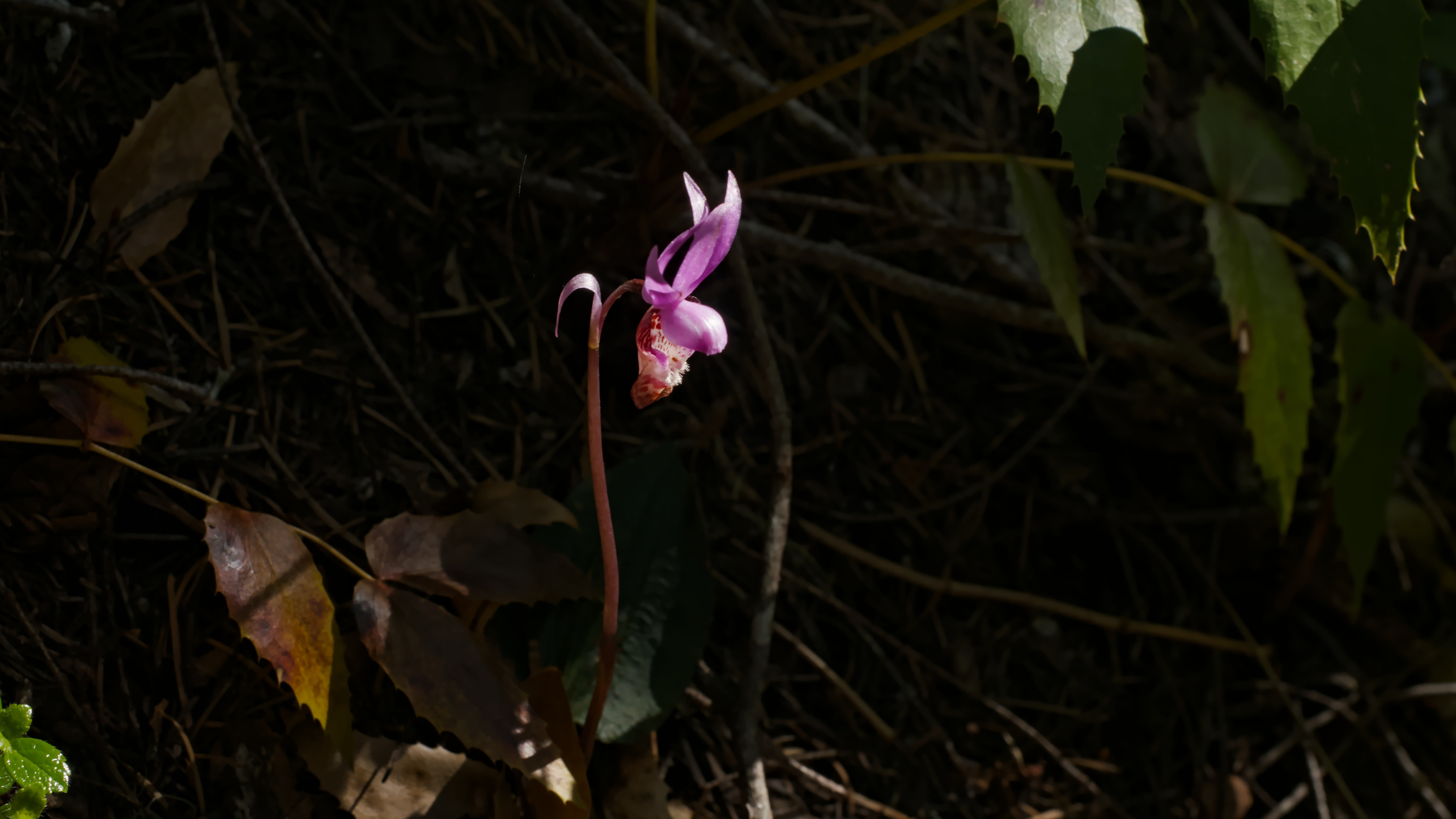 tiny flower in the sun