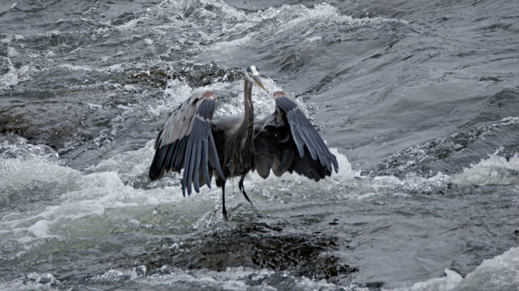 heron in the river spreading its wings