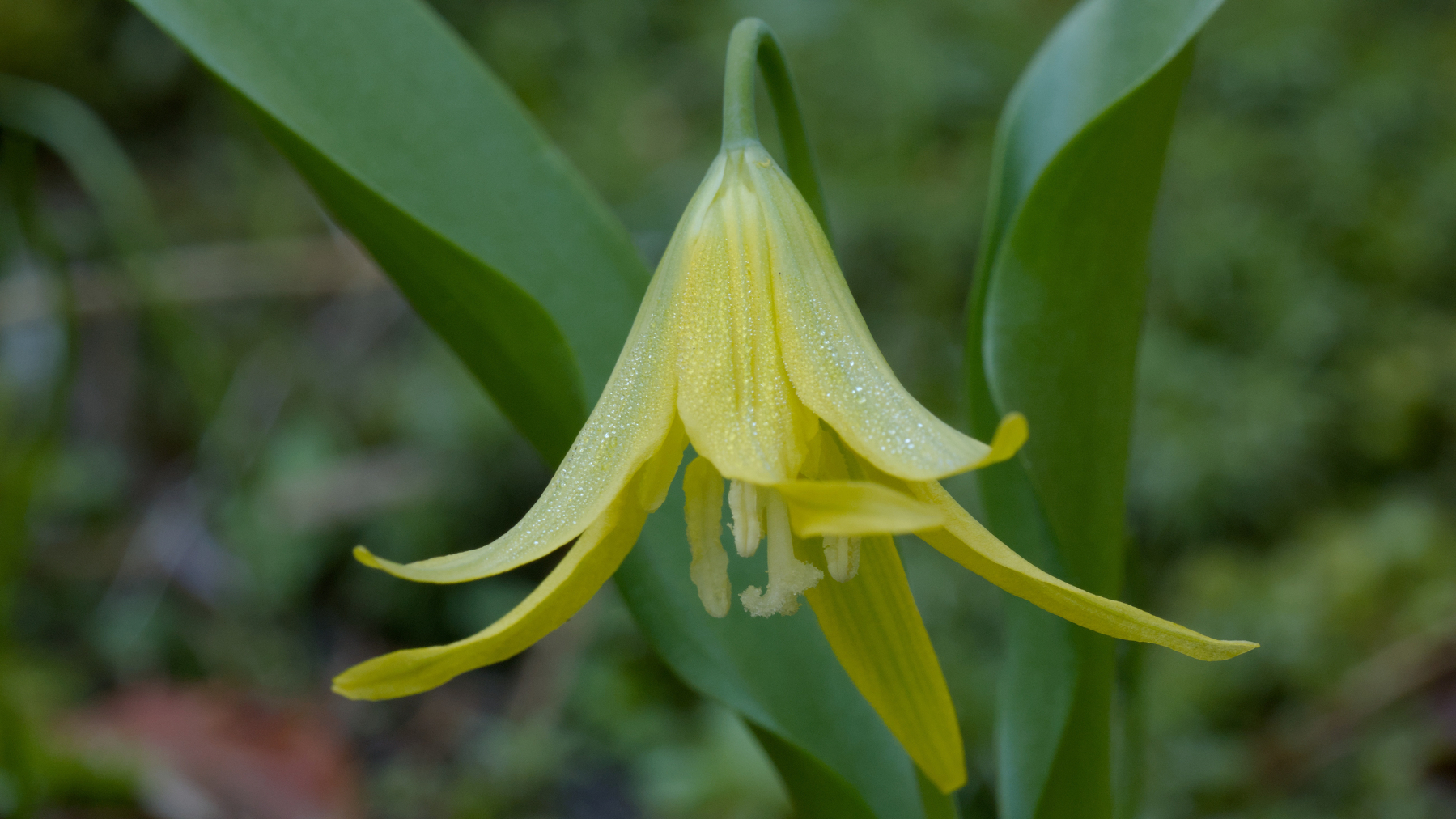 bright yellow flower
