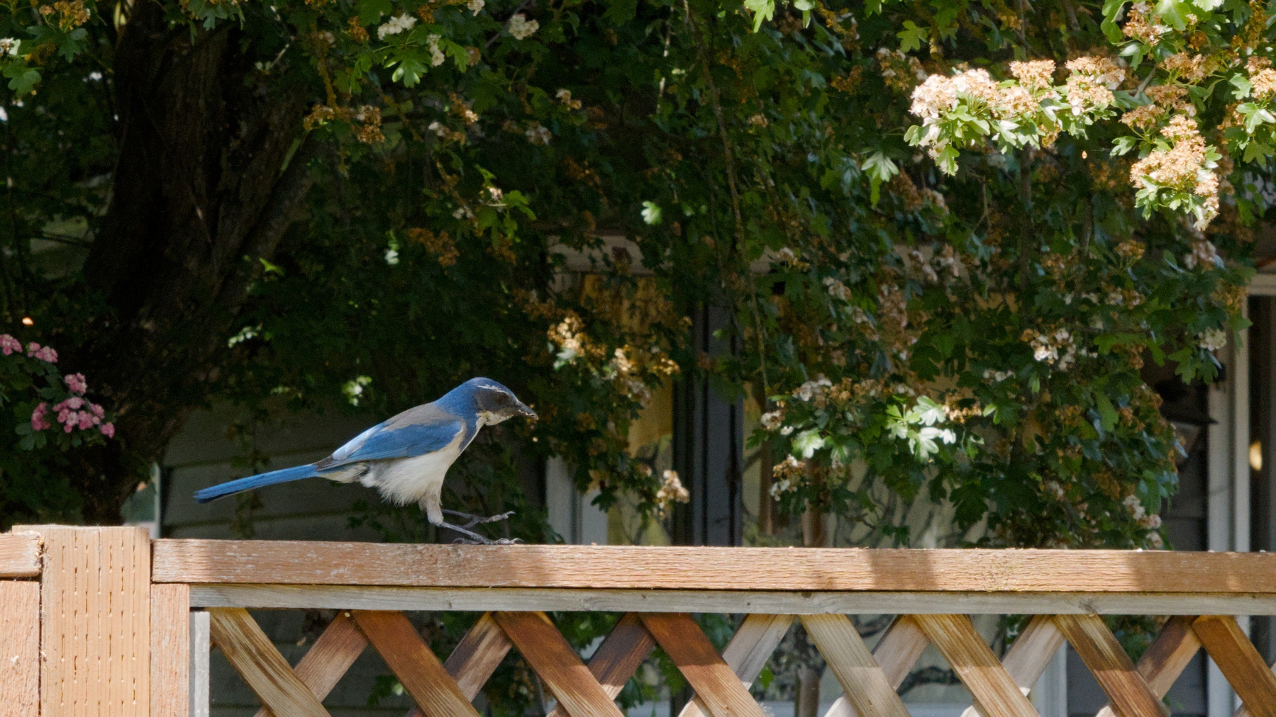 Steller's Jay on a fence