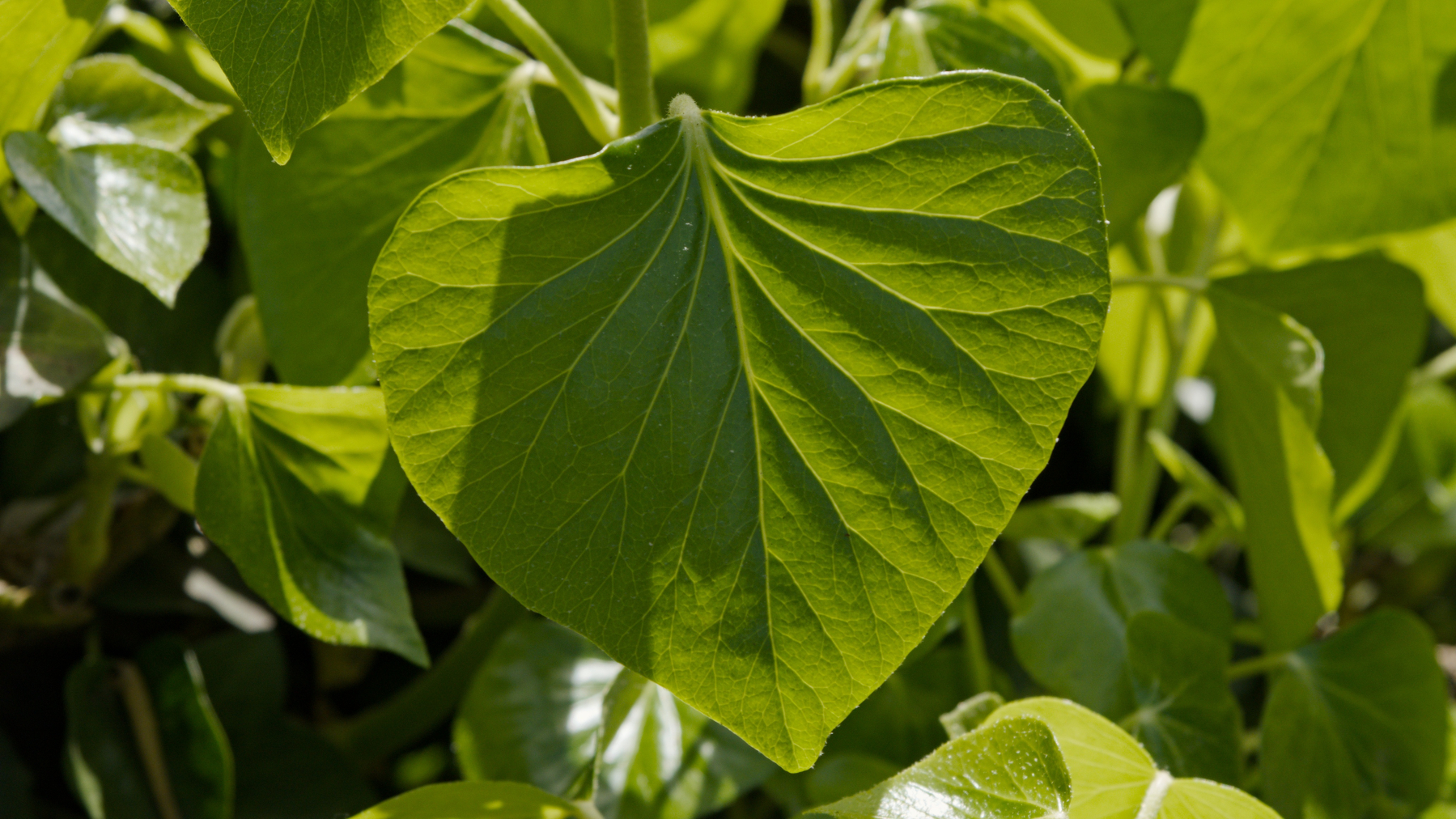 a backlit leaf