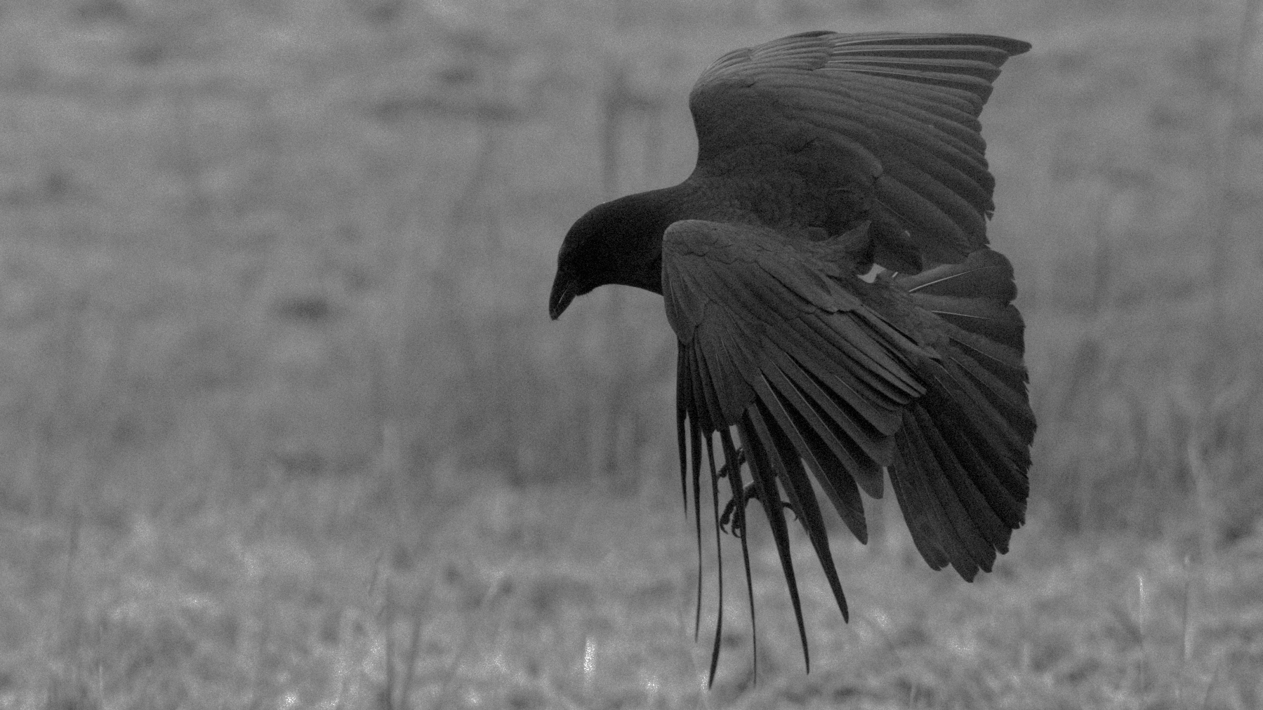 a crow in black and white