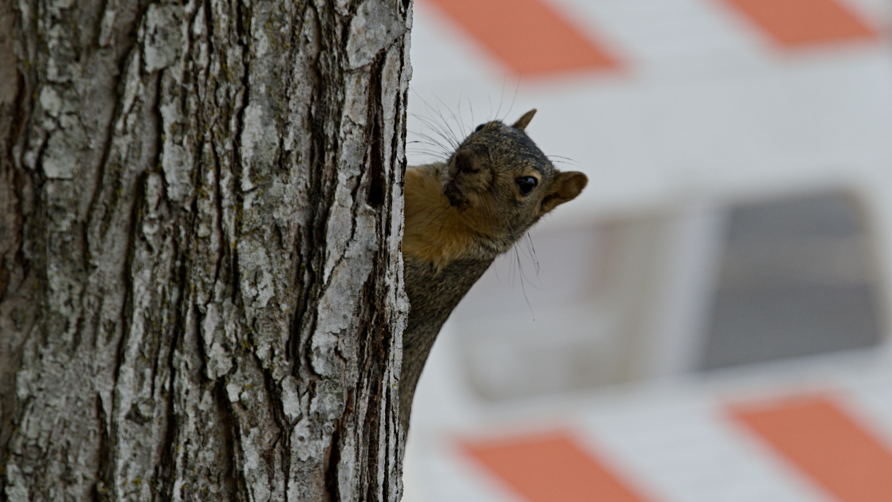 squirrel peering around a tree