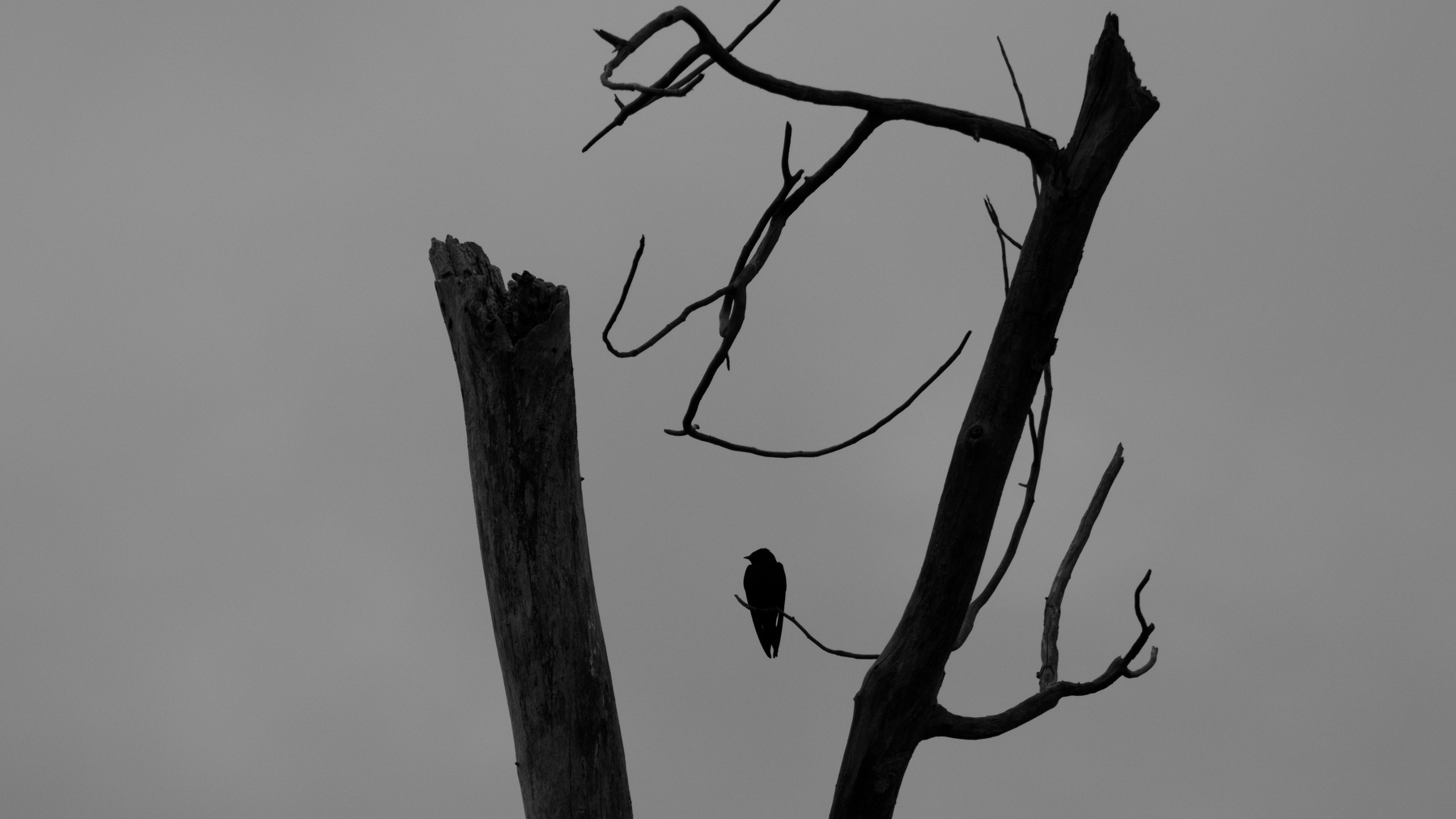 bird silhouetted in a skeletal tree