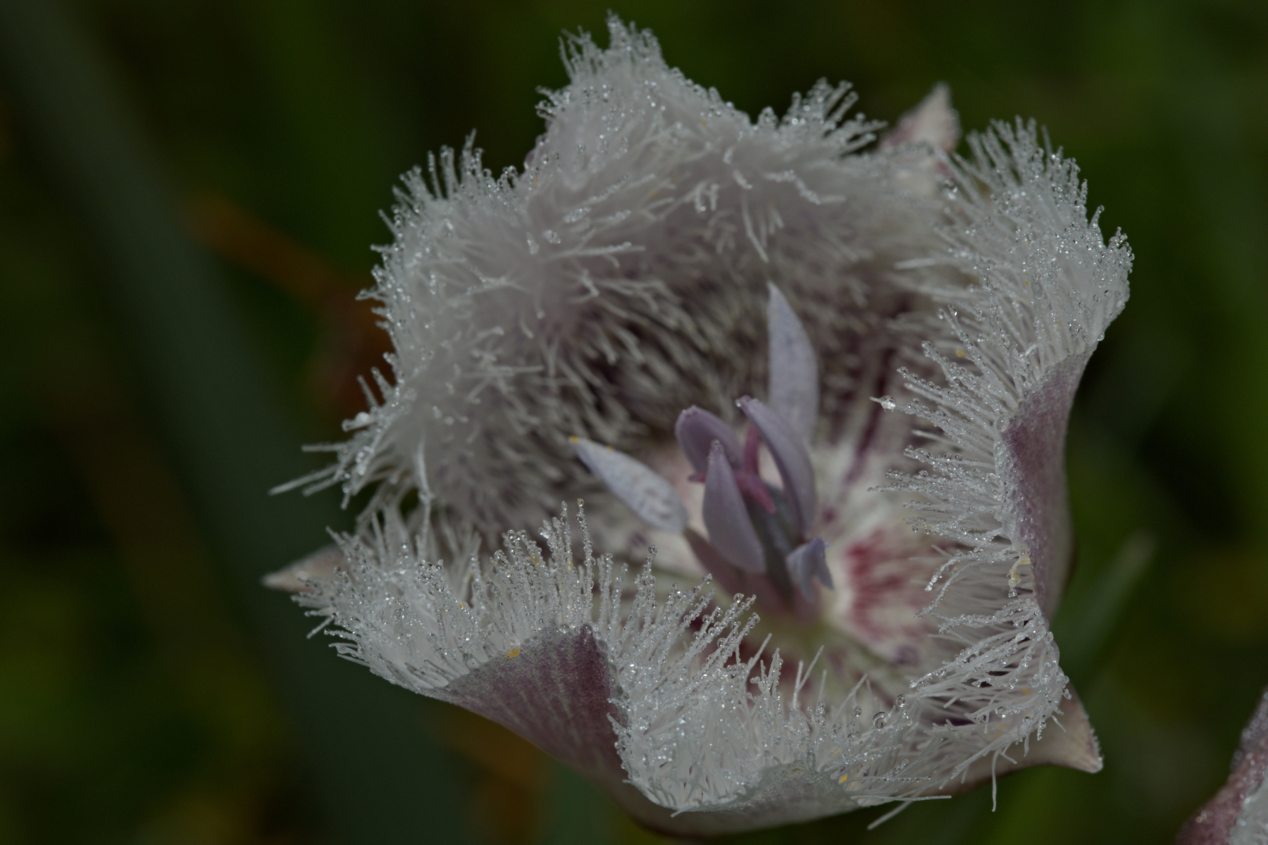 fuzzy flower with lots of tiny water droplets