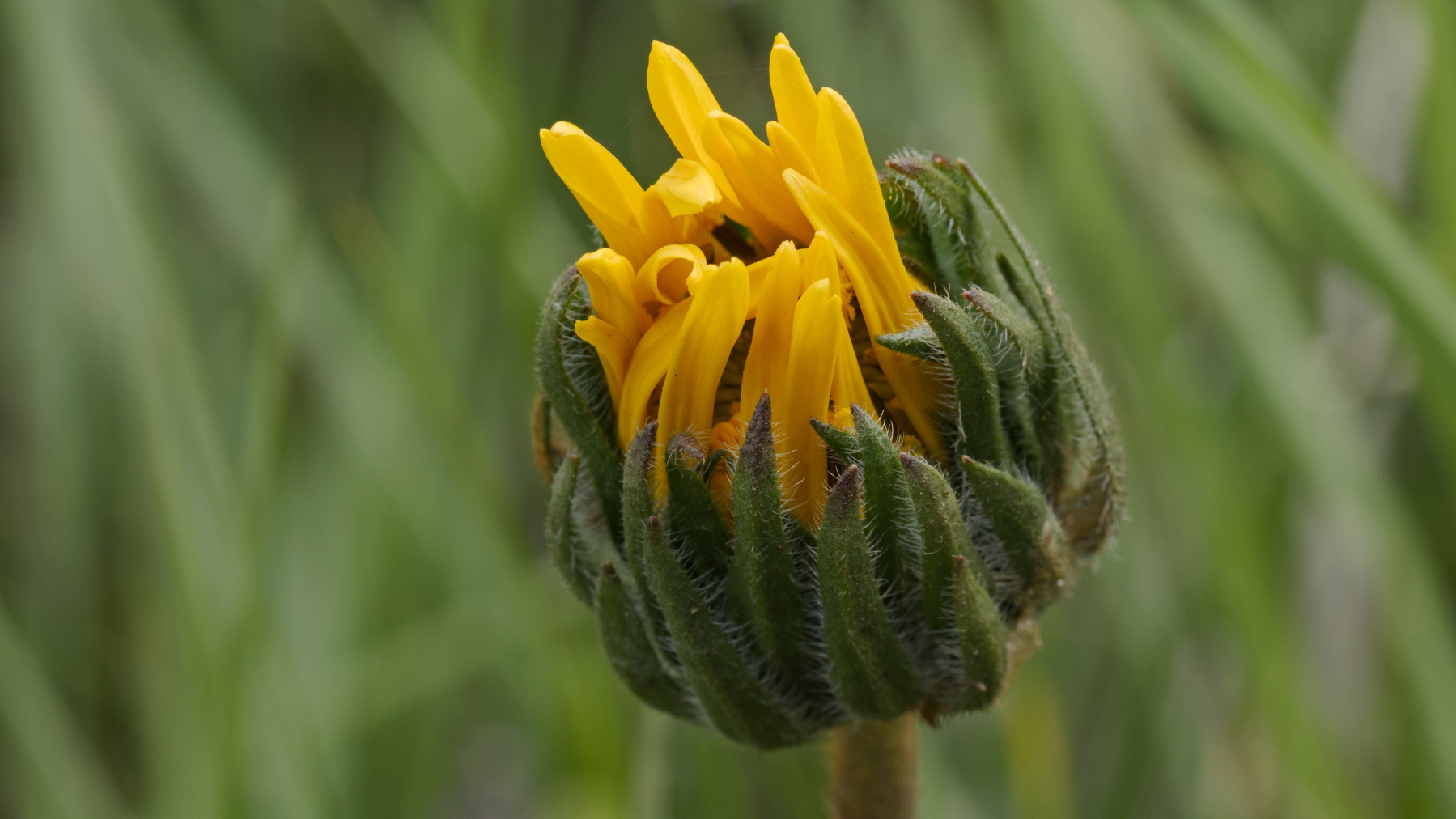 arrowleaf balsamroot flower about to open