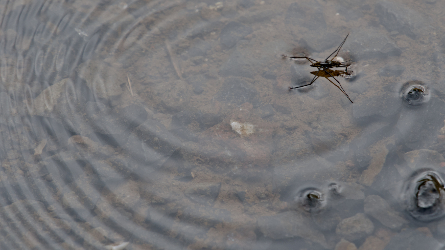 water strider on a shallow pond