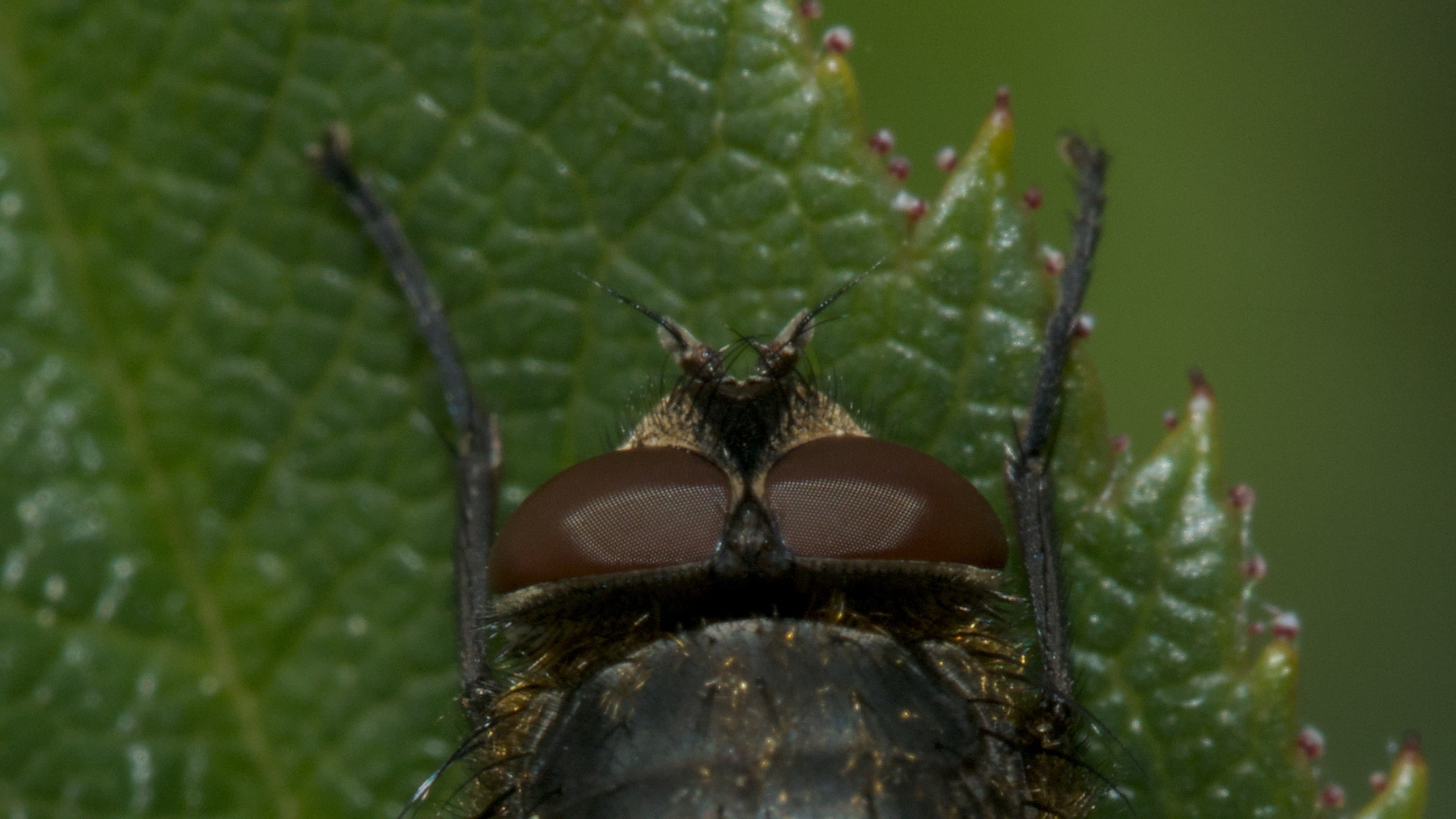 close-up of a fly